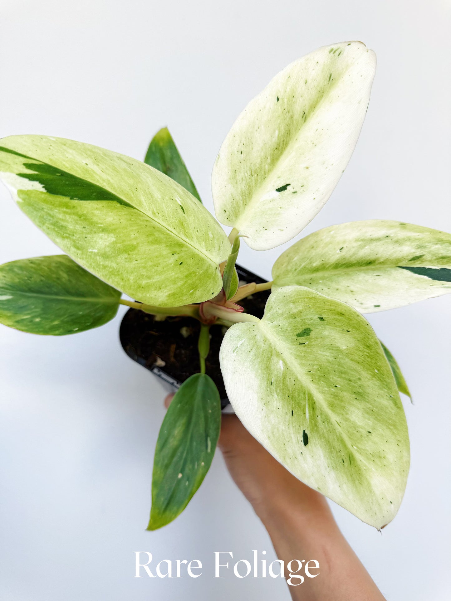 Philodendron White Princess Mint Variegated (Mutation) 3” Exact Plant