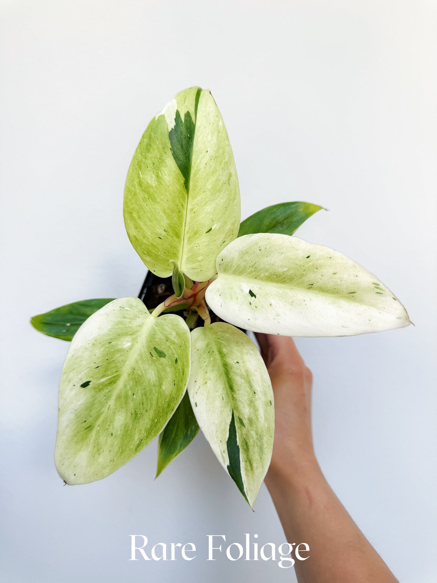 Philodendron White Princess Mint Variegated (Mutation) 3” Exact Plant