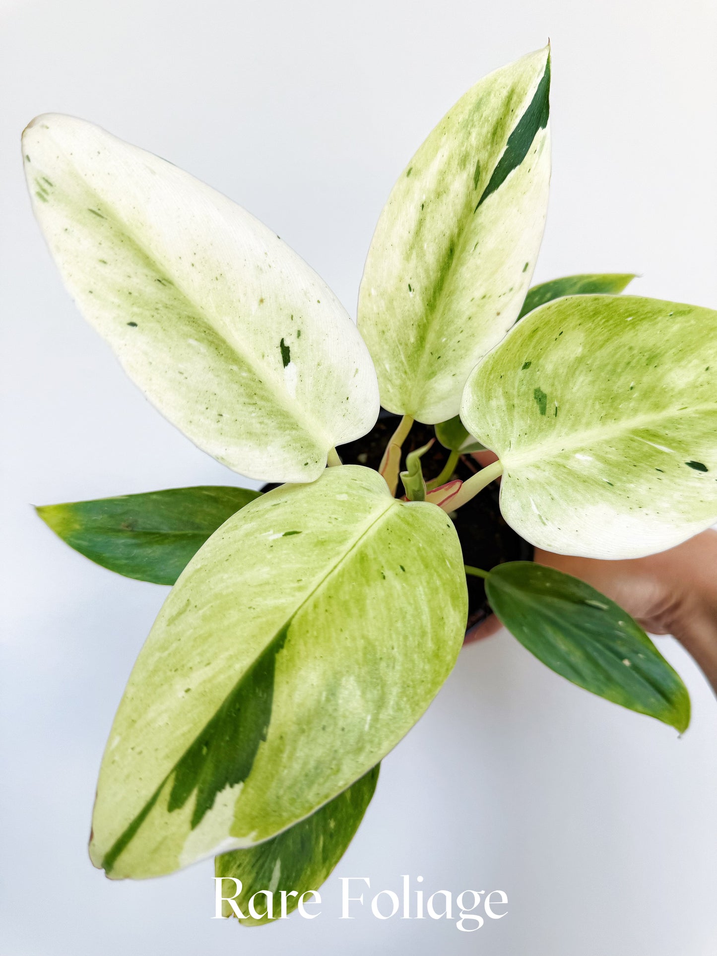 Philodendron White Princess Mint Variegated (Mutation) 3” Exact Plant