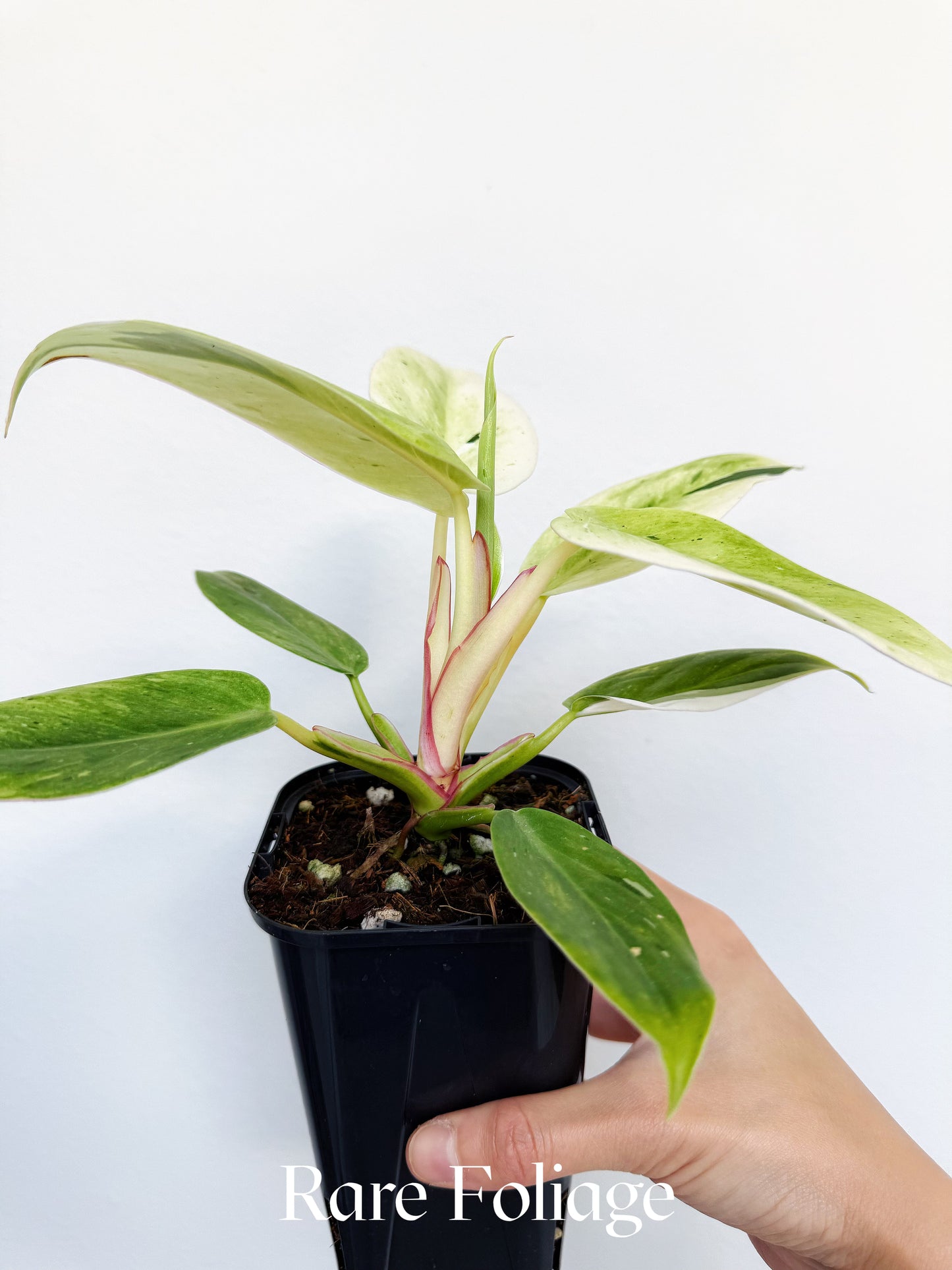 Philodendron White Princess Mint Variegated (Mutation) 3” Exact Plant