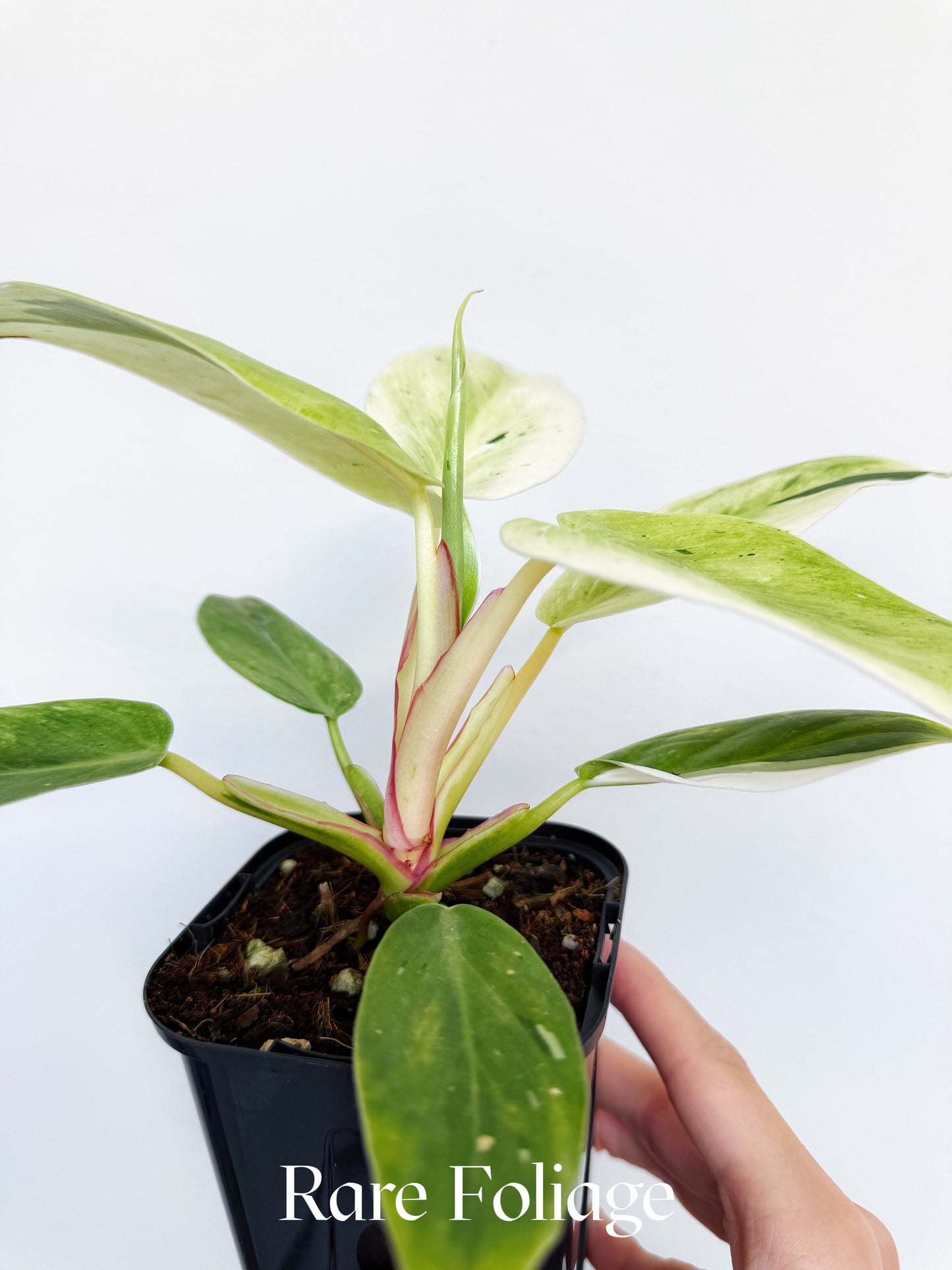 Philodendron White Princess Mint Variegated (Mutation) 3” Exact Plant