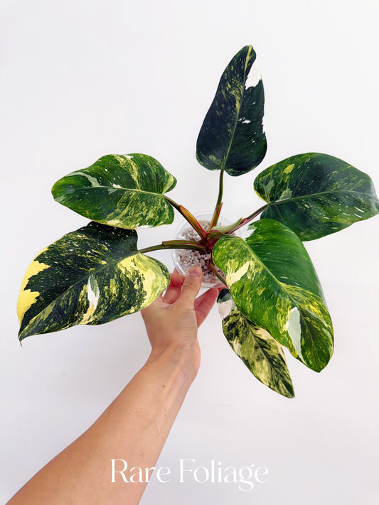Philodendron White Princess Tricolor 4” Exact Plant