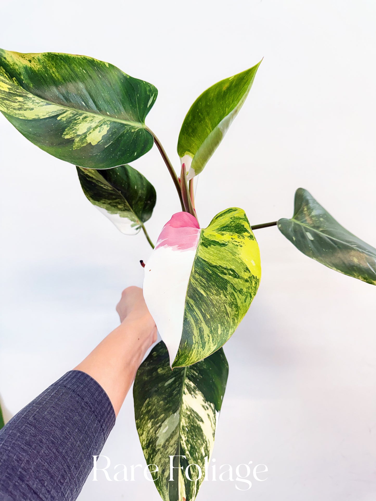 Philodendron White Princess Tricolor 4” Exact Plant
