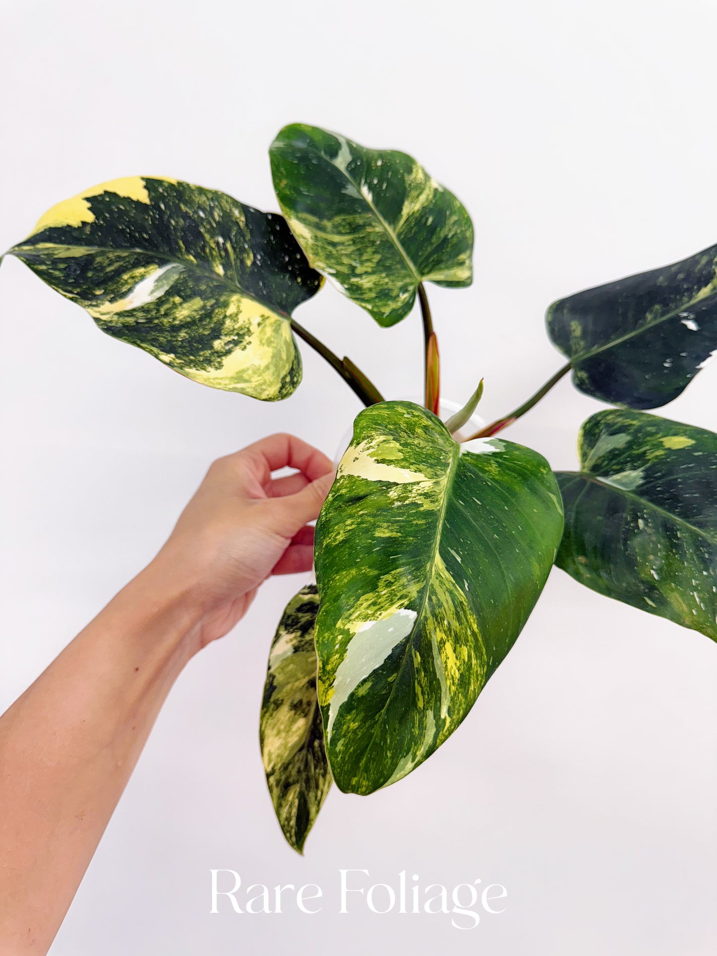 is white princess philodendron rare Philodendron White Princess Tricolor 4” Exact Plant