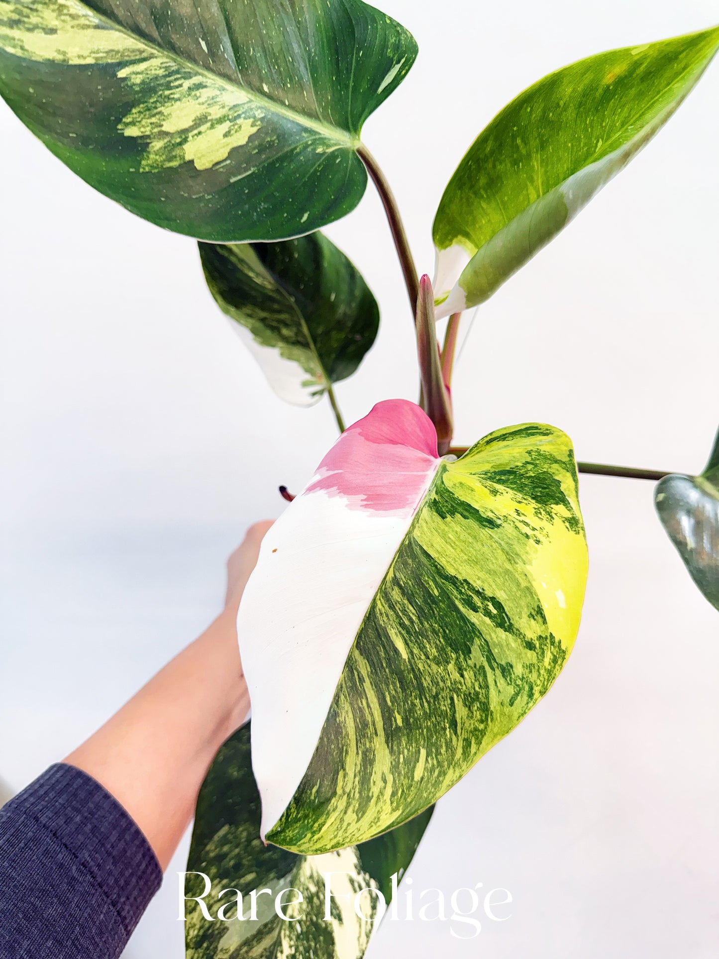 Philodendron White Princess Tricolor 4” Exact Plant