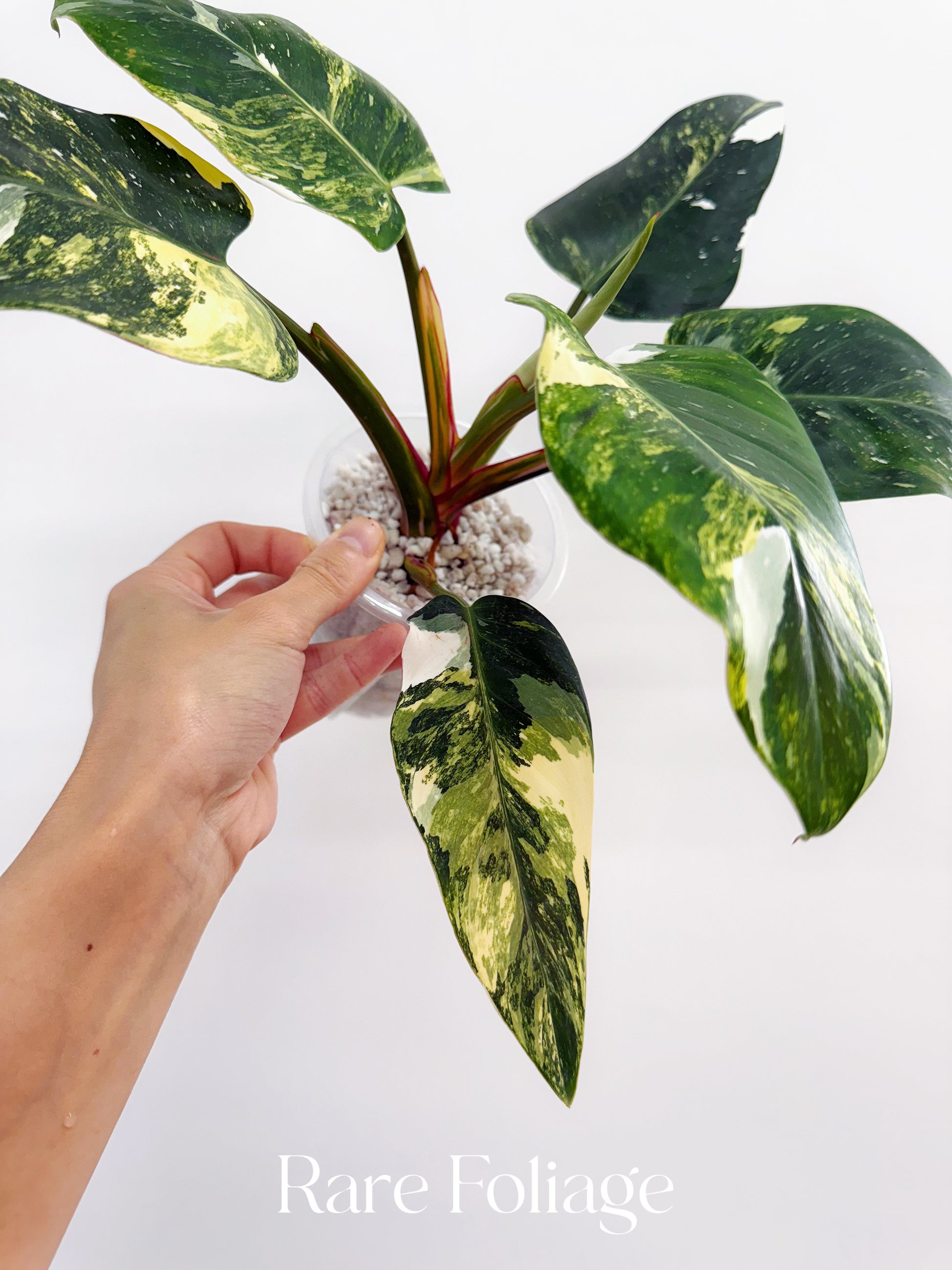 mature philodendron white princess Philodendron White Princess Tricolor 4” Exact Plant