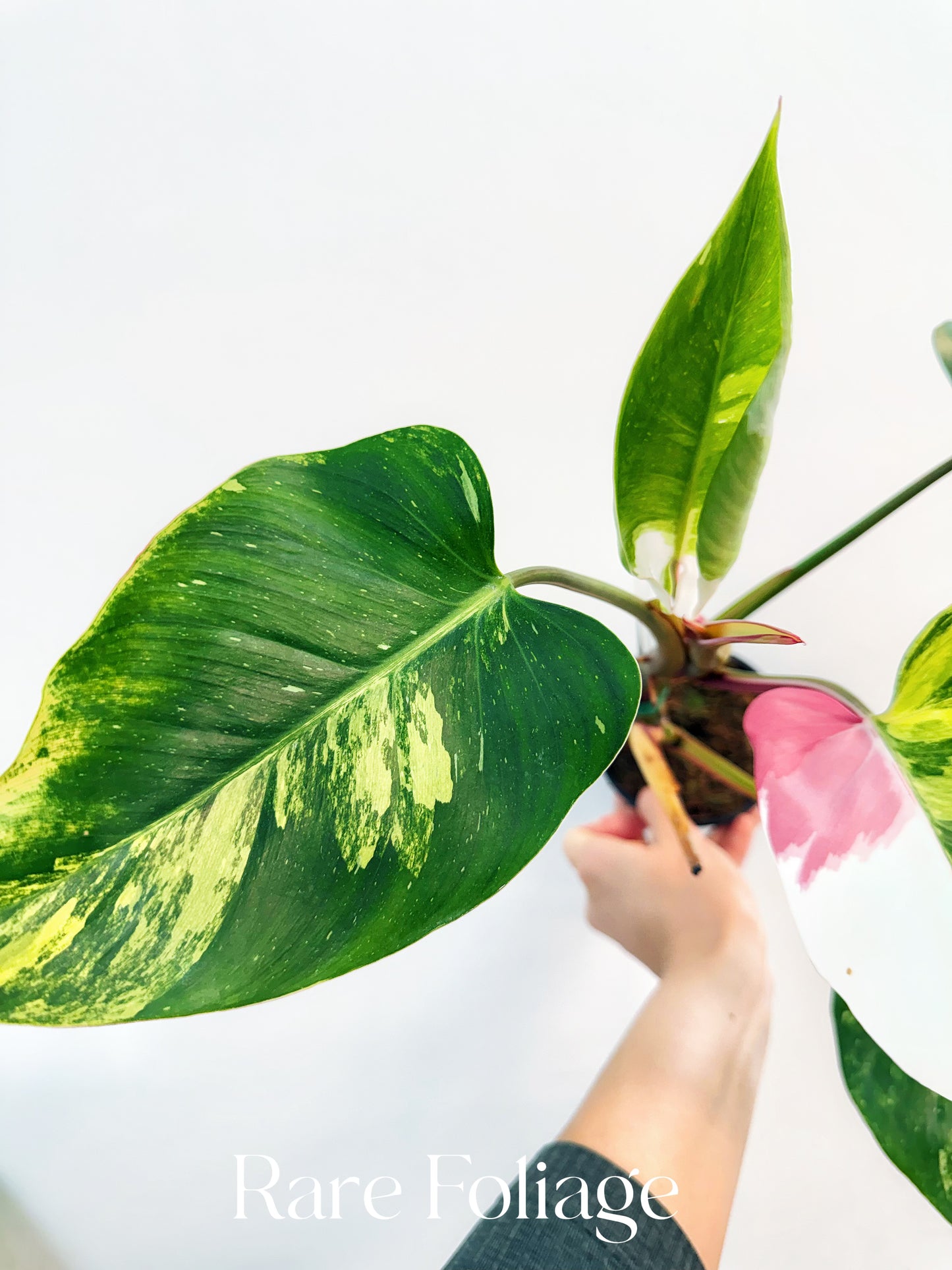 Philodendron White Princess Tricolor 4” Exact Plant