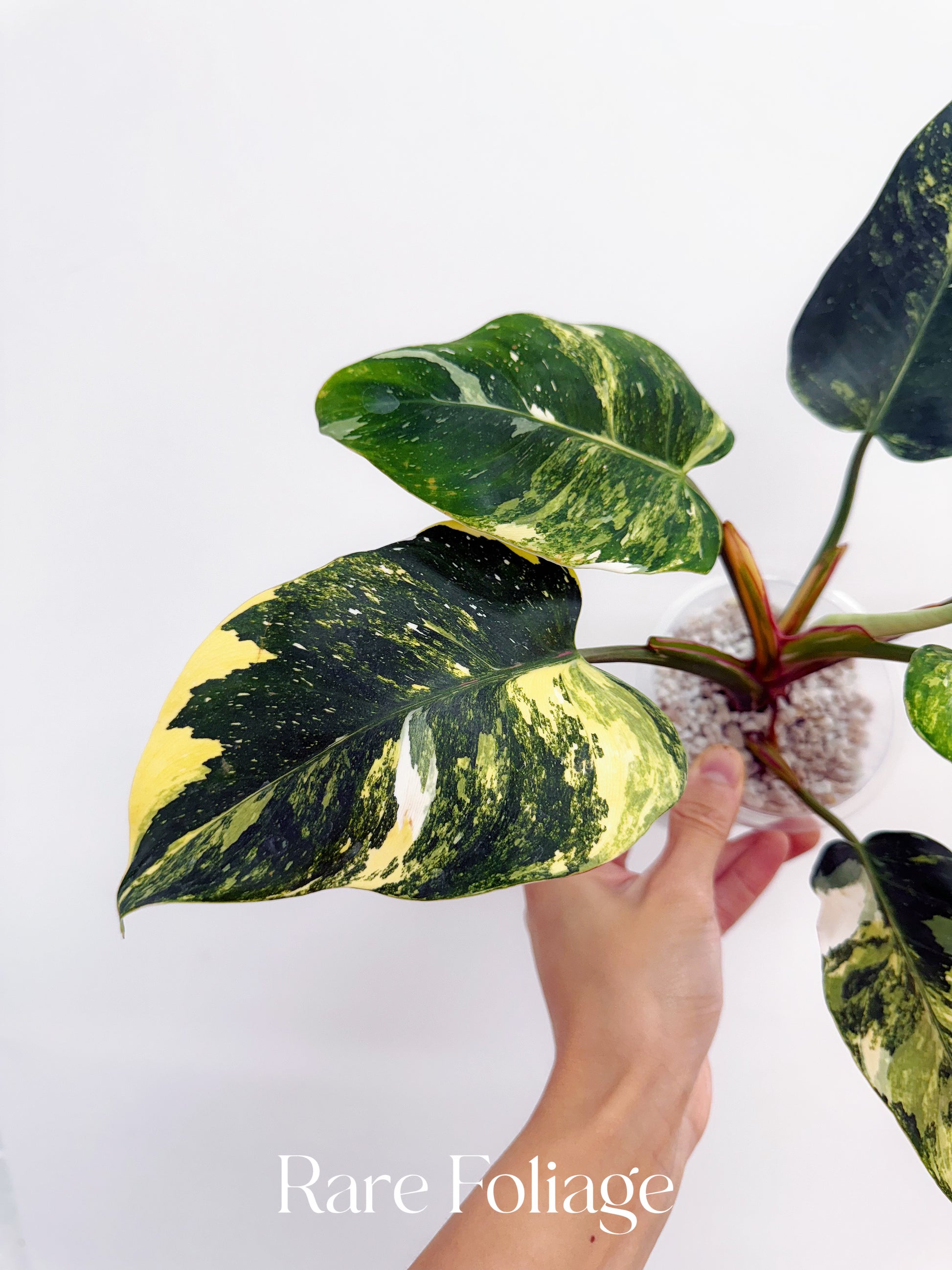 large white princess philodendron Philodendron White Princess Tricolor 4” Exact Plant
