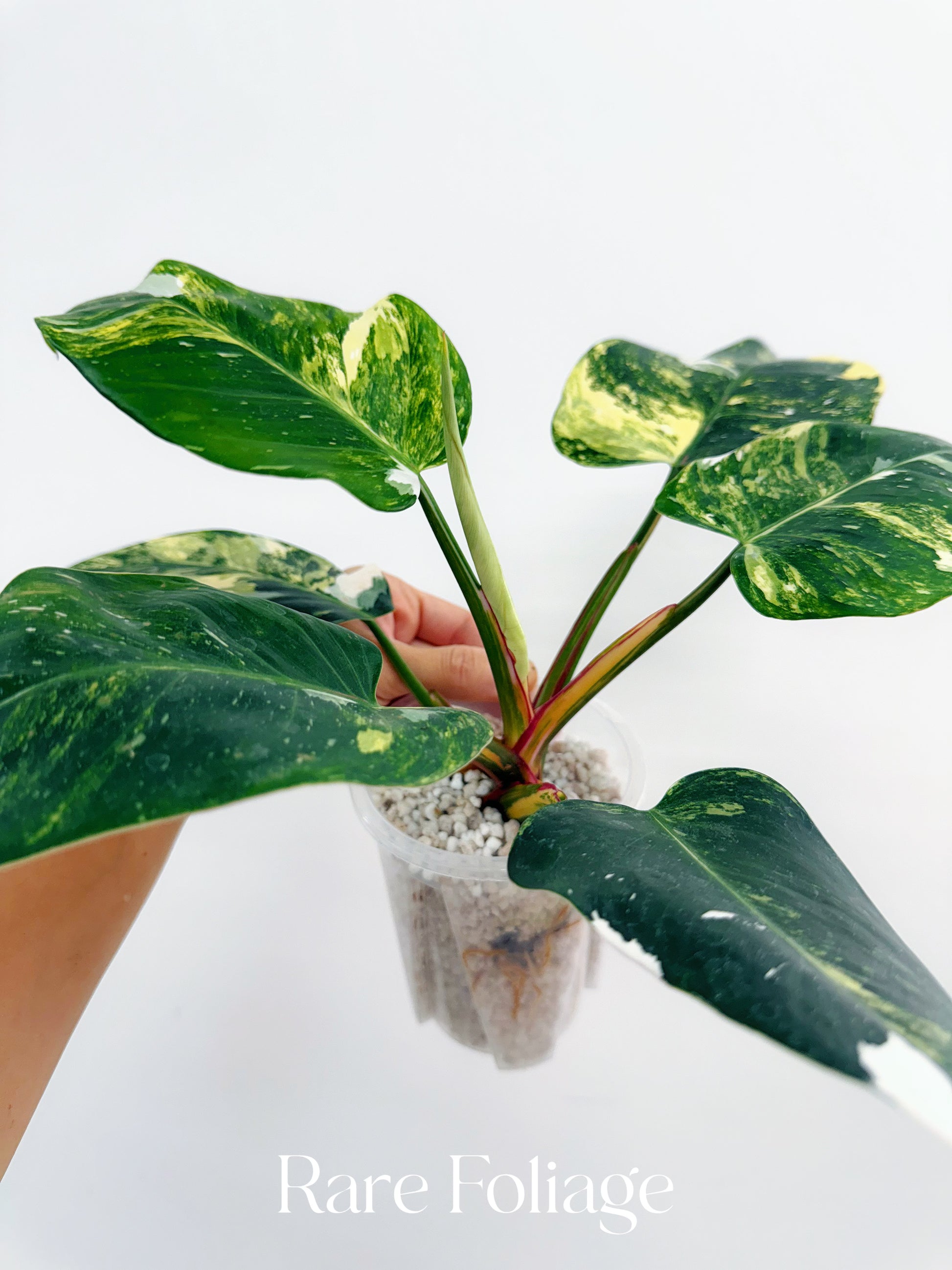 rare philodendron tricolor princess Philodendron White Princess Tricolor 4” Exact Plant