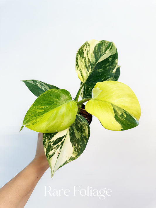 Philodendron White Wizard Tricolor 4” Exact Plant