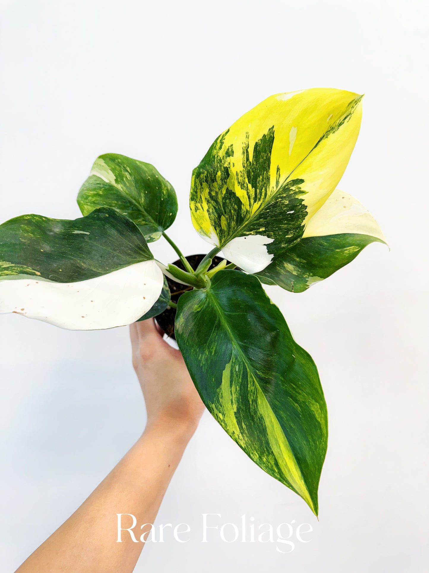 Philodendron White Wizard Tricolor Variegated 4”