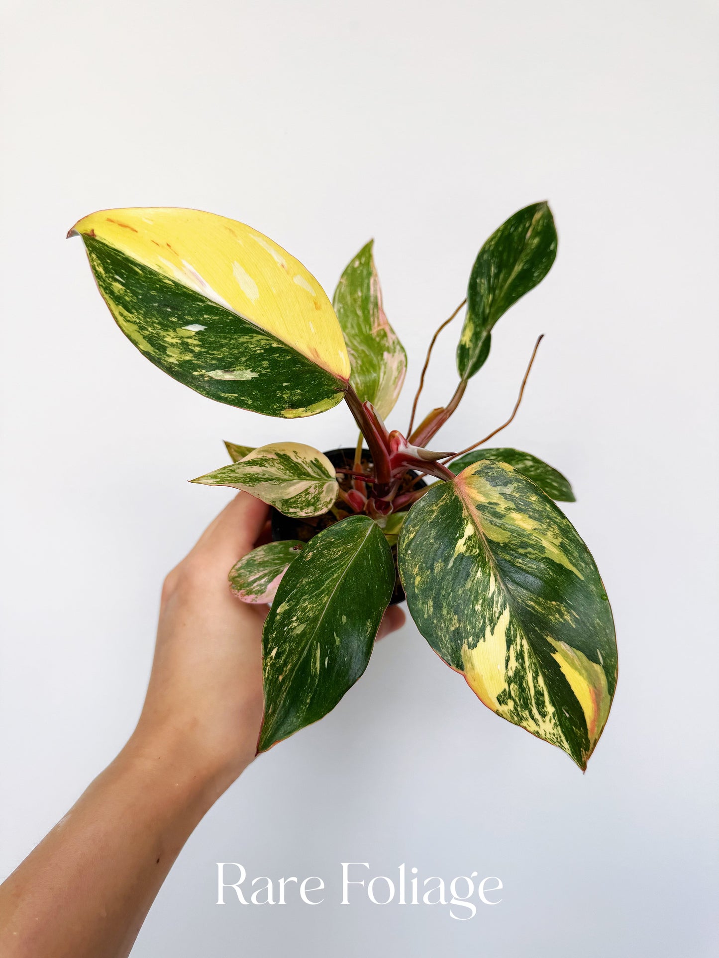 Philodendron White Knight Quadricolor Variegated 3” Exact Plant