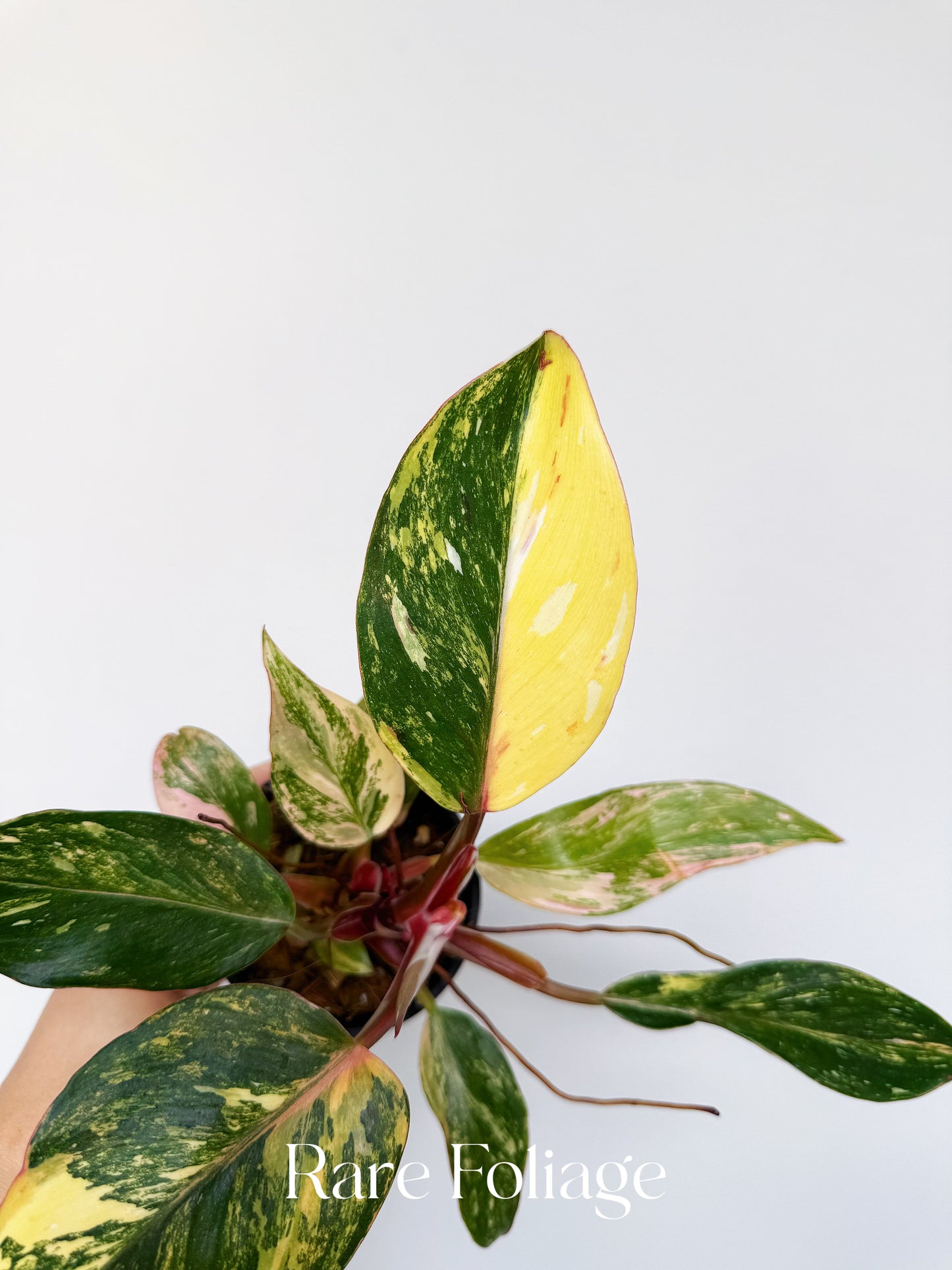 Philodendron White Knight Quadricolor Variegated 3” Exact Plant
