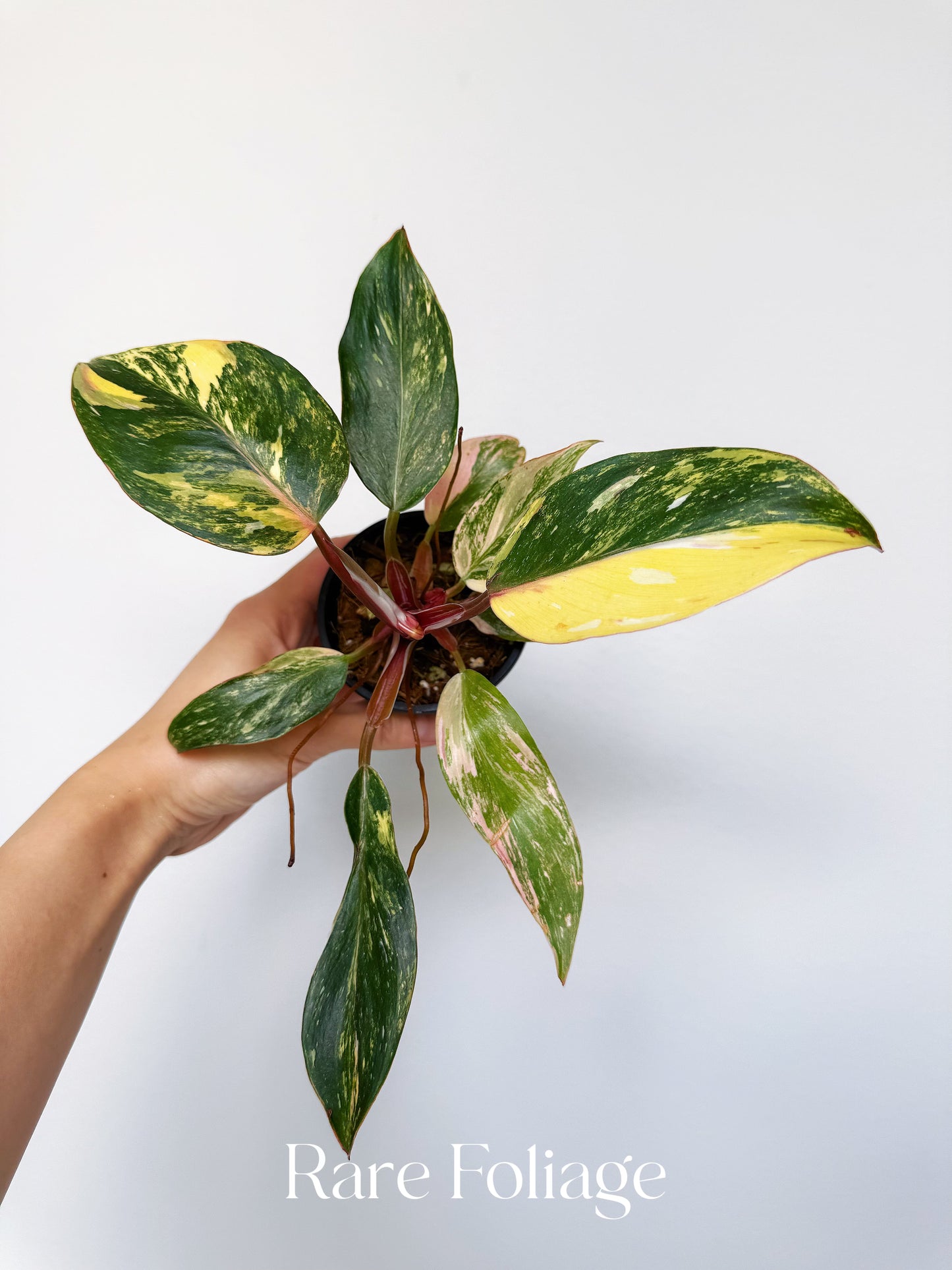Philodendron White Knight Quadricolor Variegated 3” Exact Plant
