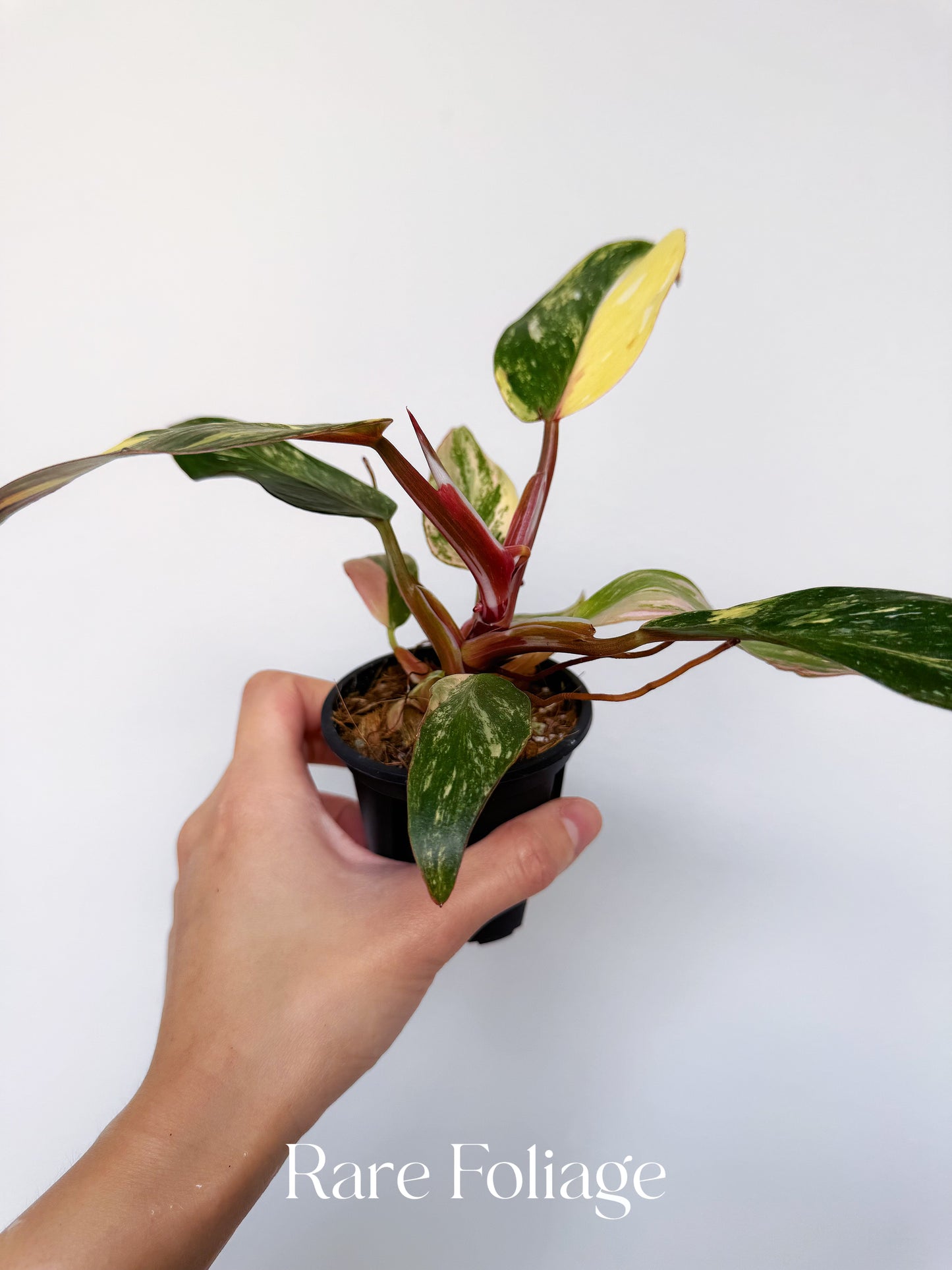 Philodendron White Knight Quadricolor Variegated 3” Exact Plant