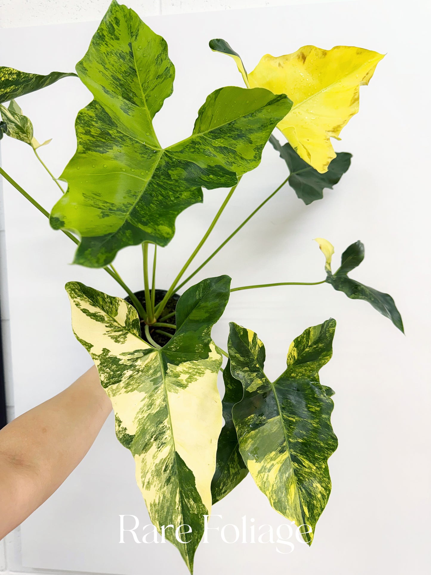 philodendron williamsii Philodendron Williamsii Variegated 6” XL Exact Plant