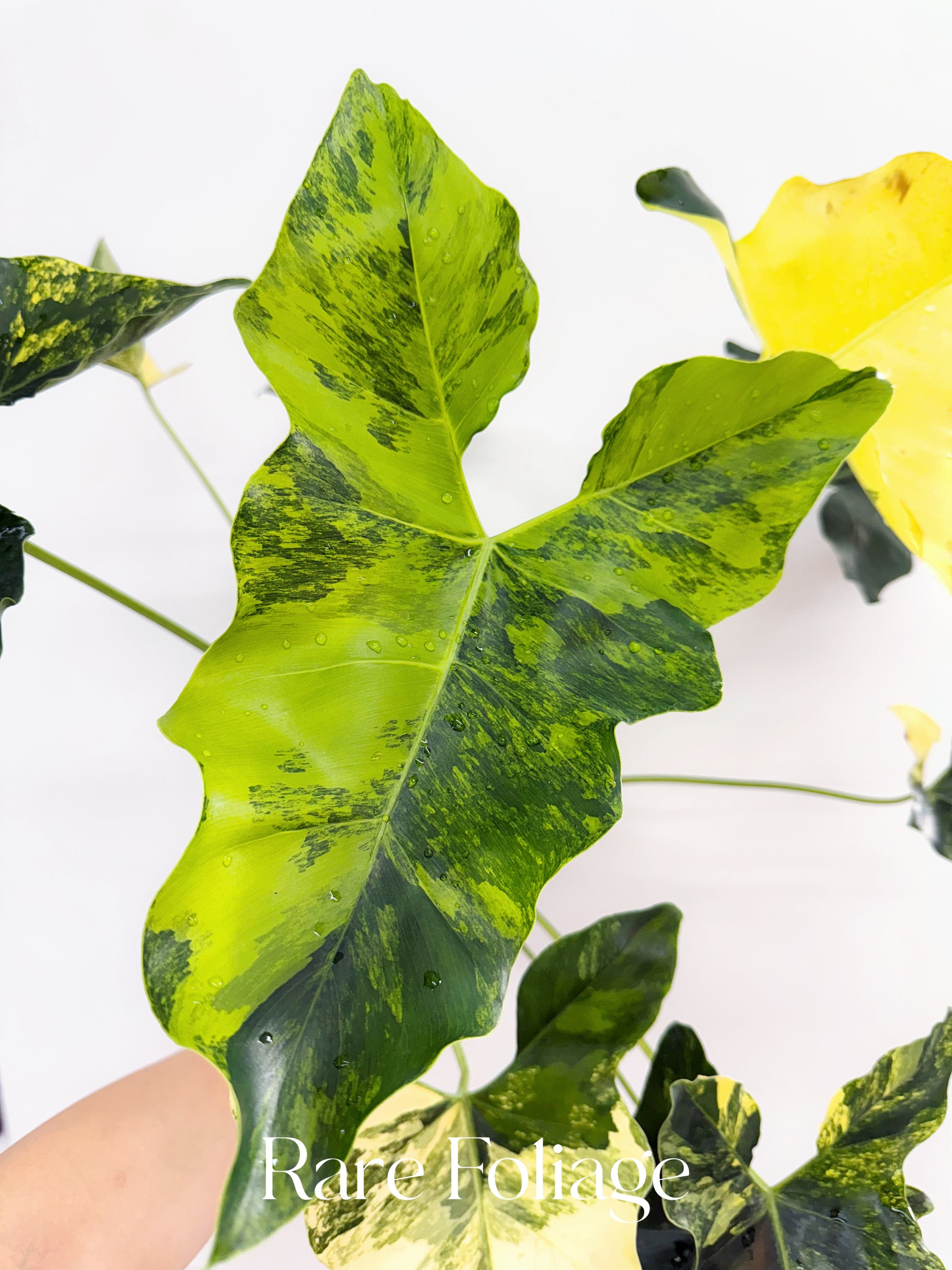 philodendron lime fiddle variegated Philodendron Williamsii Variegated 6” XL Exact Plant – Rare Foliage Plant Co
