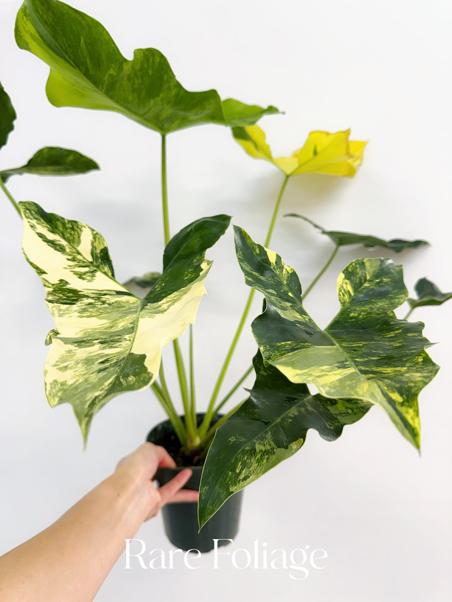 Philodendron Williamsii Variegated 6” XL Exact Plant