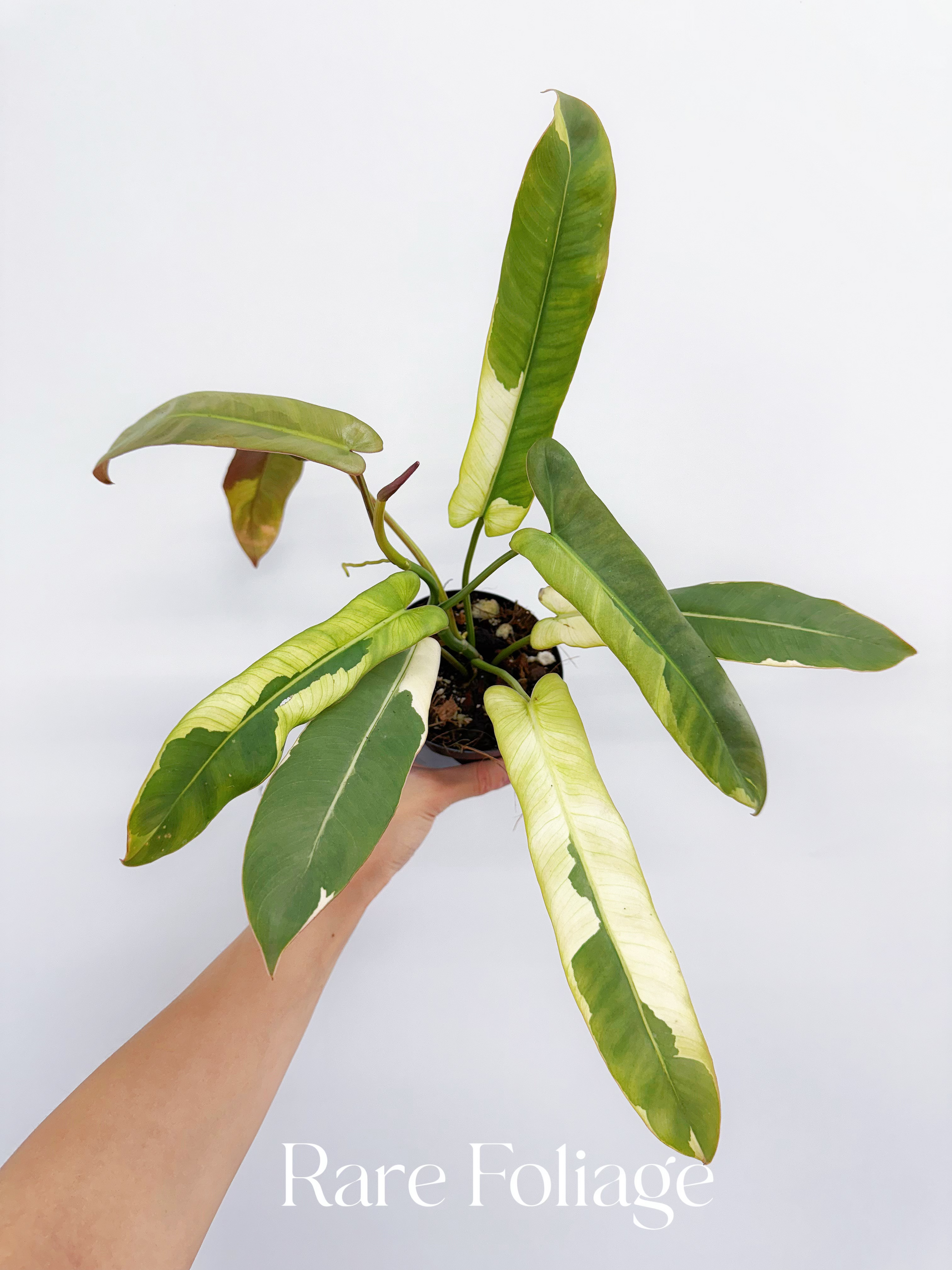 atabapoense philodendron Philodendron Atabapoense Variegated 4" – Rare Foliage Plant Co
