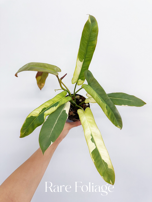 Philodendron Atabapoense Variegated 4" Exact Plant