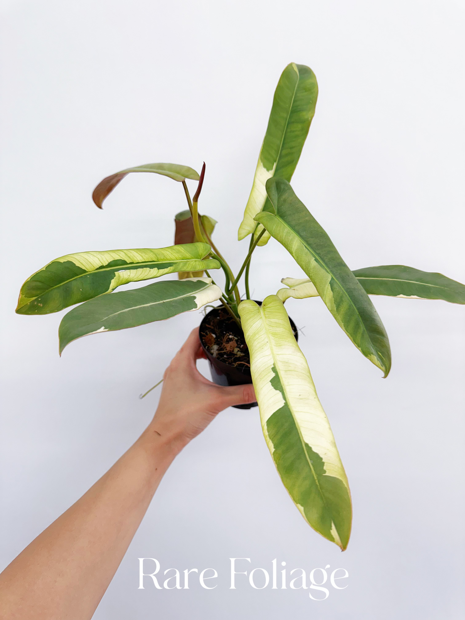 atabapoense philodendron Philodendron Atabapoense Variegated 4" – Rare Foliage Plant Co