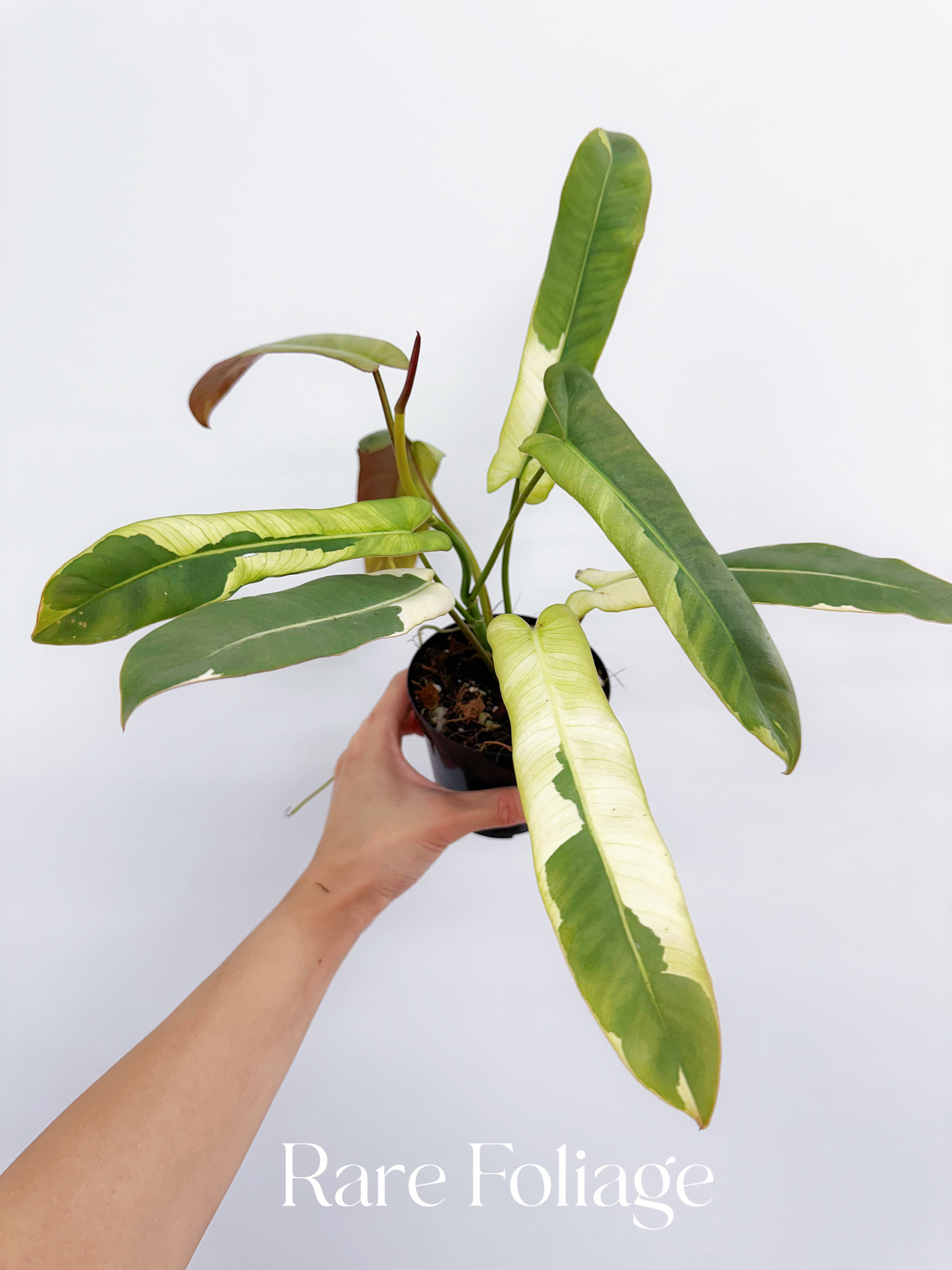 Philodendron Atabapoense Variegated 4" Exact Plant