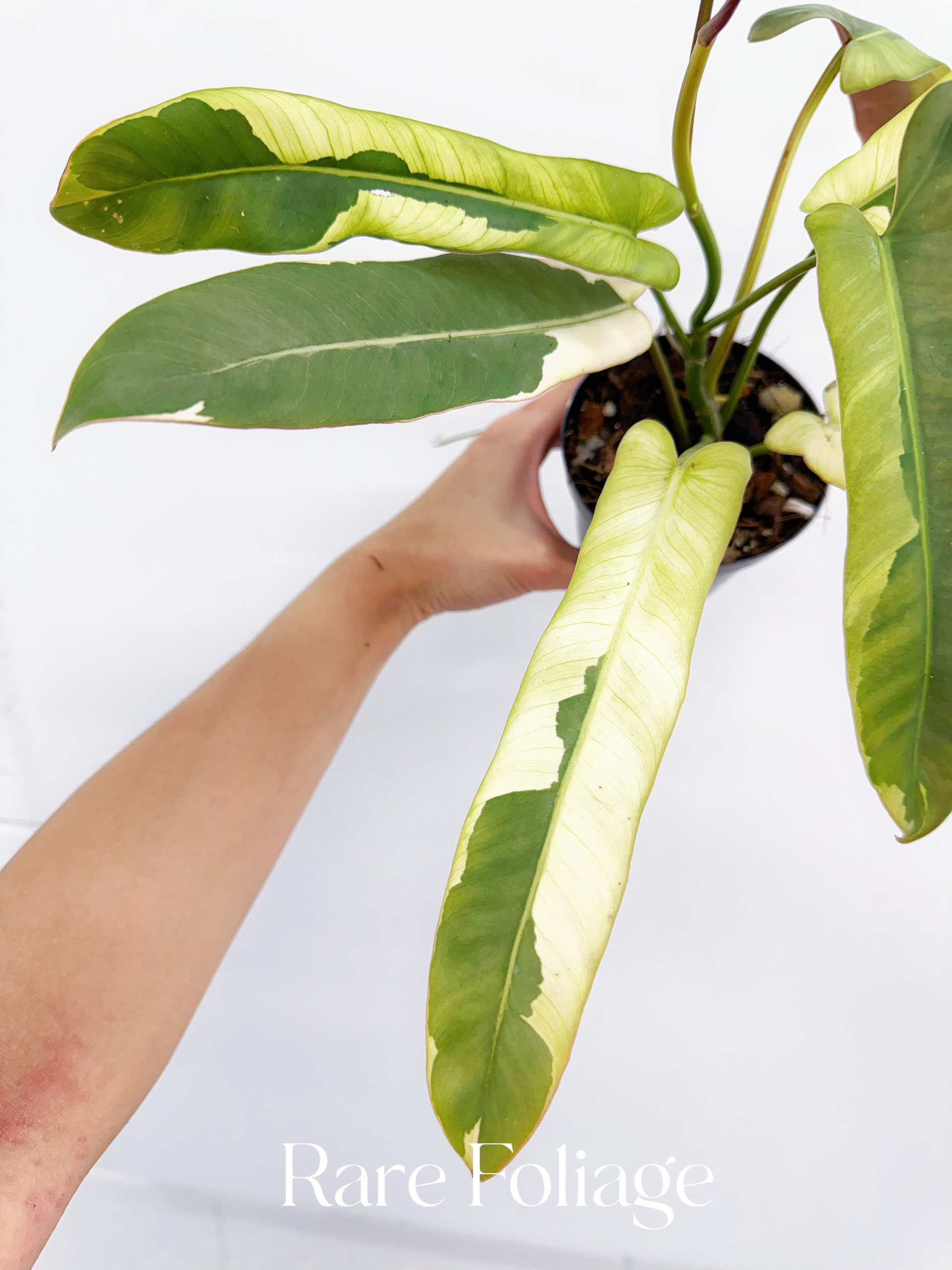 atabapoense philodendron price Philodendron Atabapoense Variegated 4" – Rare Foliage Plant Co