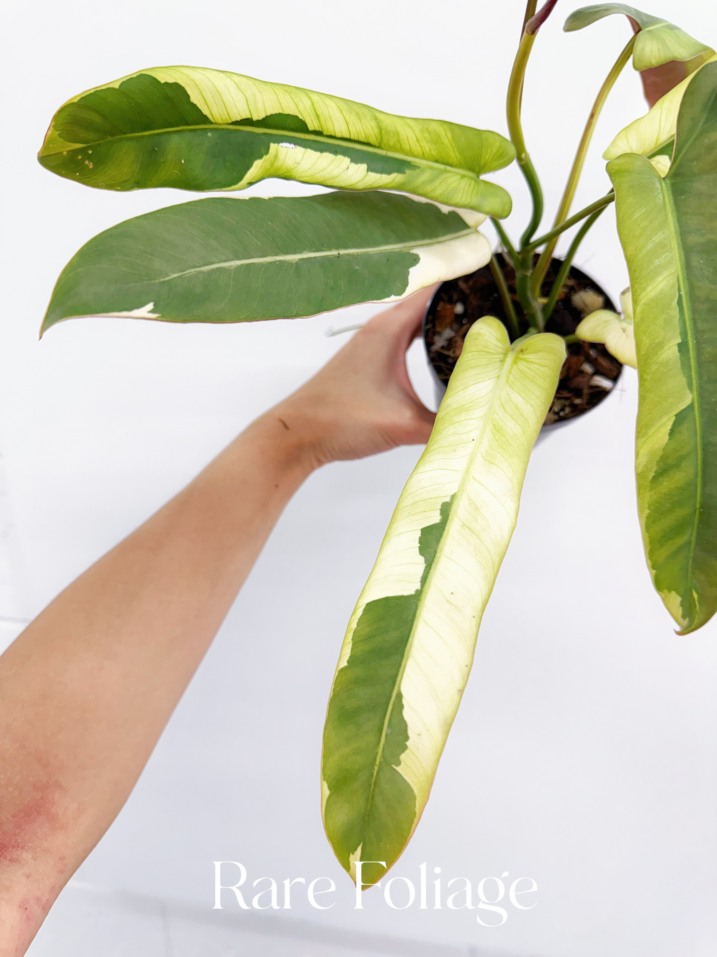 Philodendron Atabapoense Variegated 4" Exact Plant