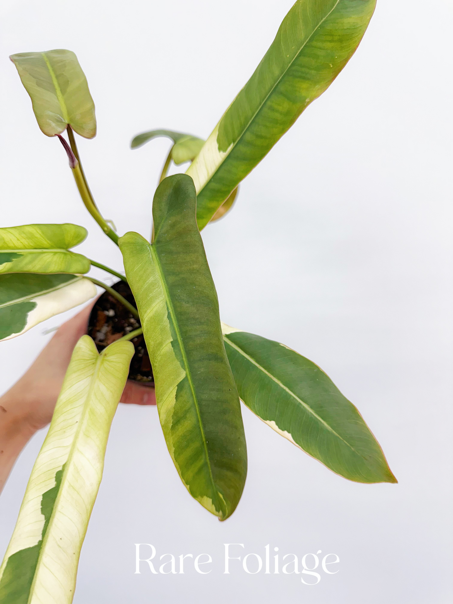 Philodendron Atabapoense Variegated 4" Exact Plant