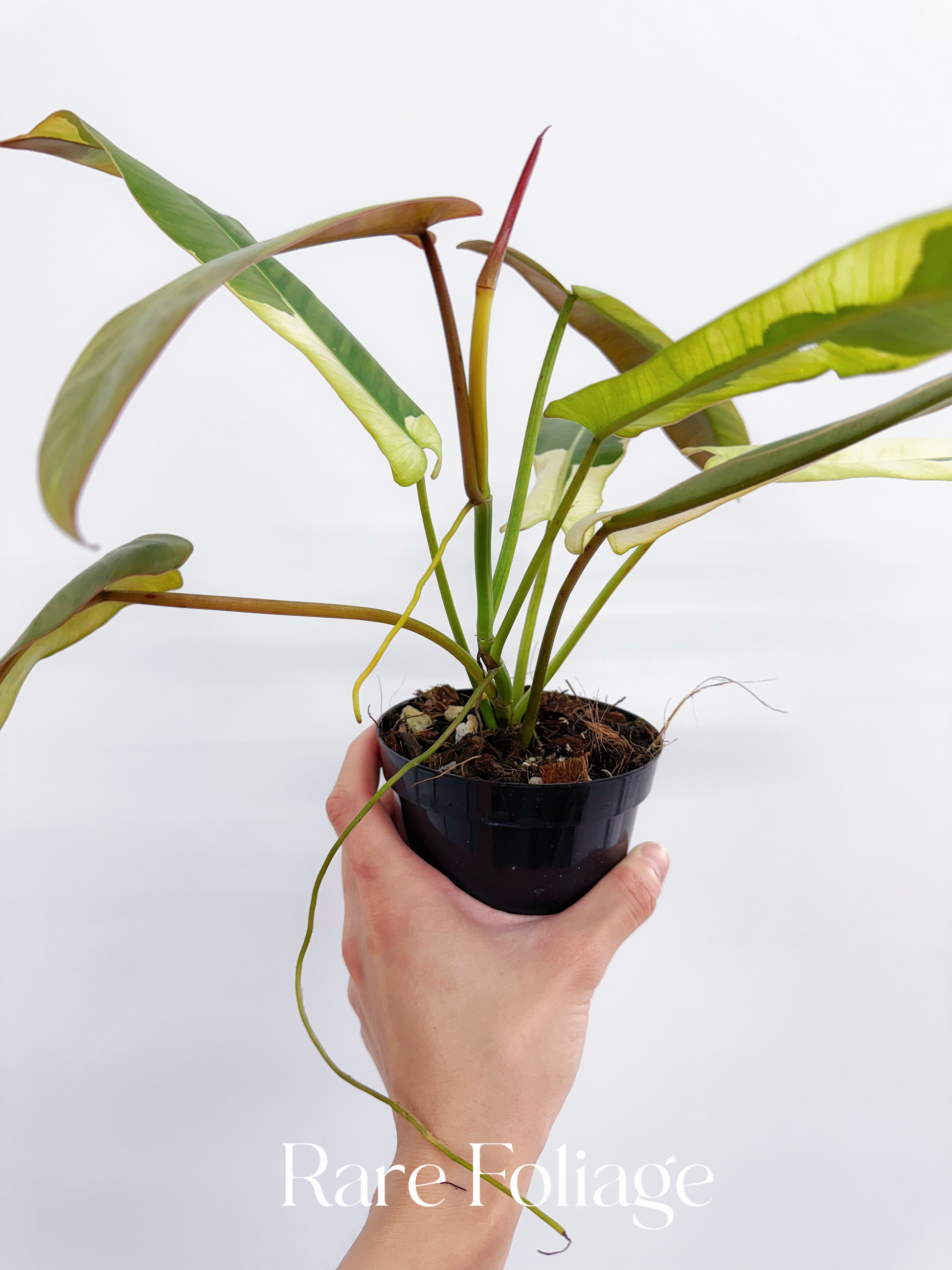 philodendron atabapoense variegata Philodendron Atabapoense Variegated 4" – Rare Foliage Plant Co