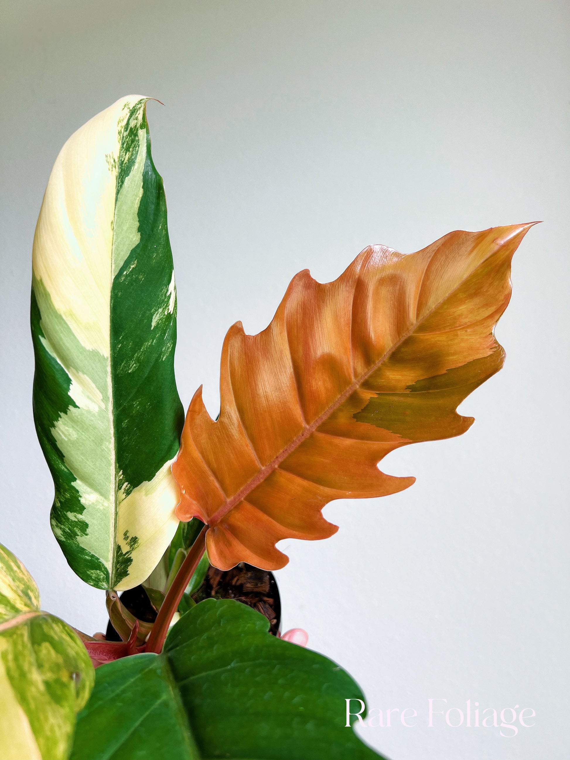 philodendron caramel marble vs ring of fire Philodendron Caramel Marble 4”