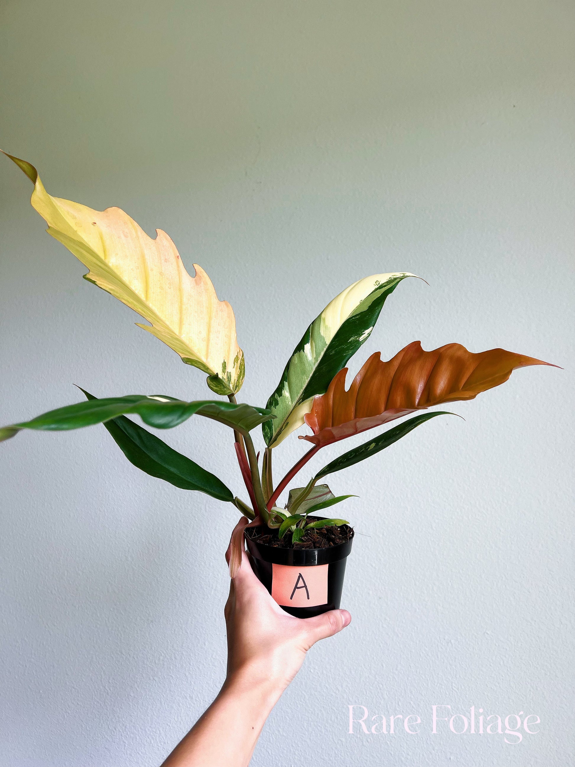 philodendron caramel marble pink Philodendron Caramel Marble 4”