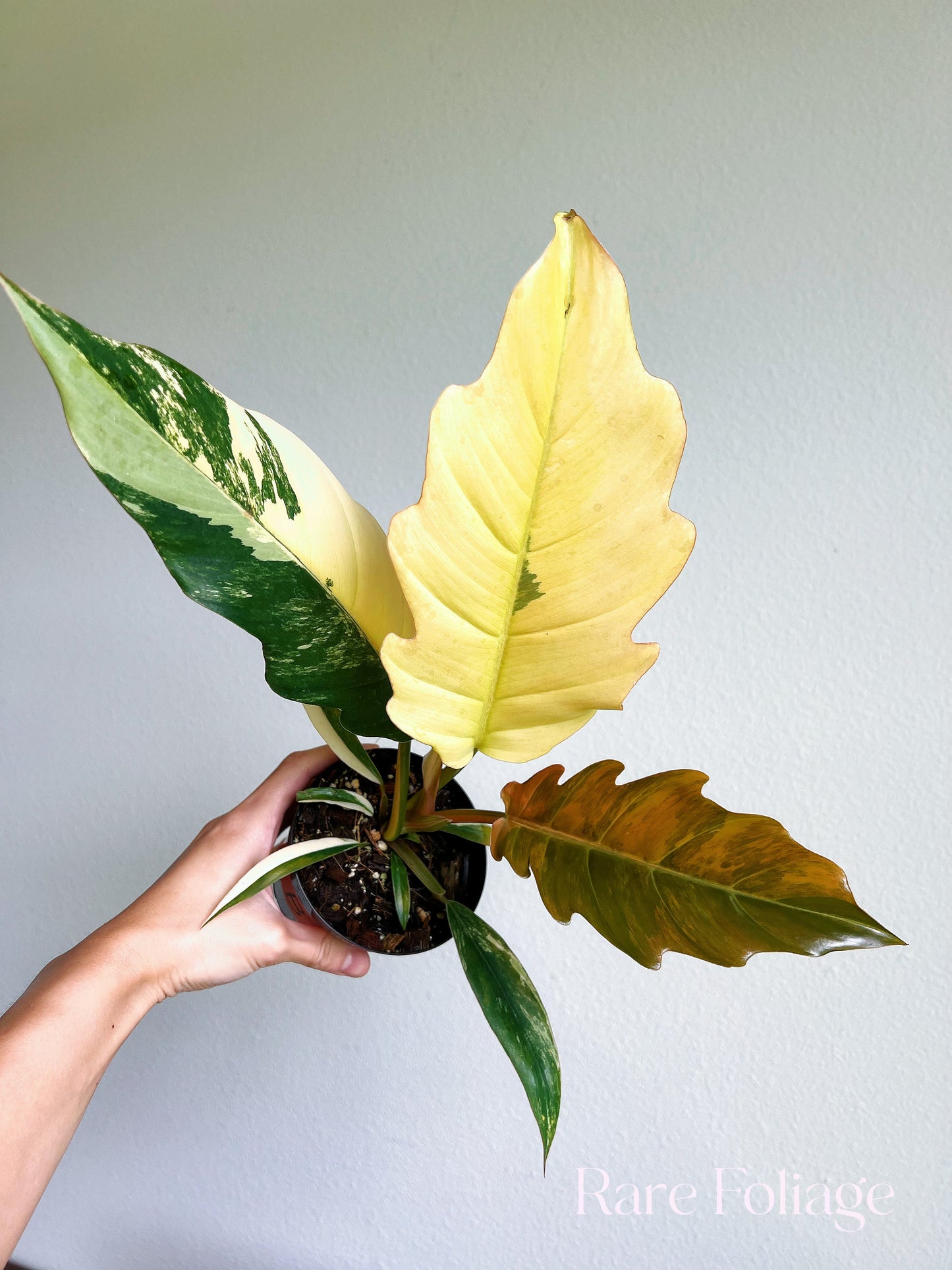 Philodendron Caramel Marble 4”