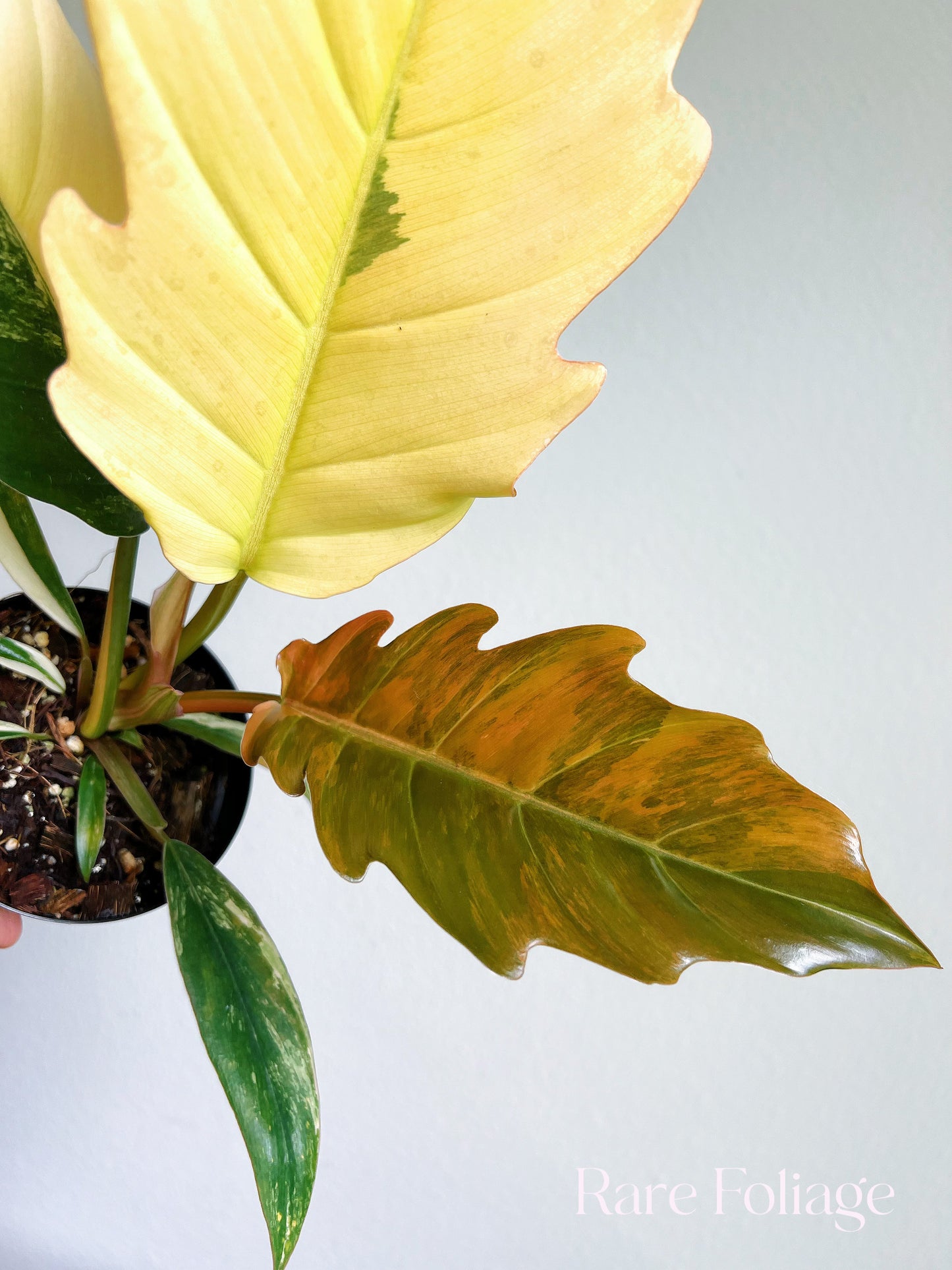 Philodendron Caramel Marble 4”