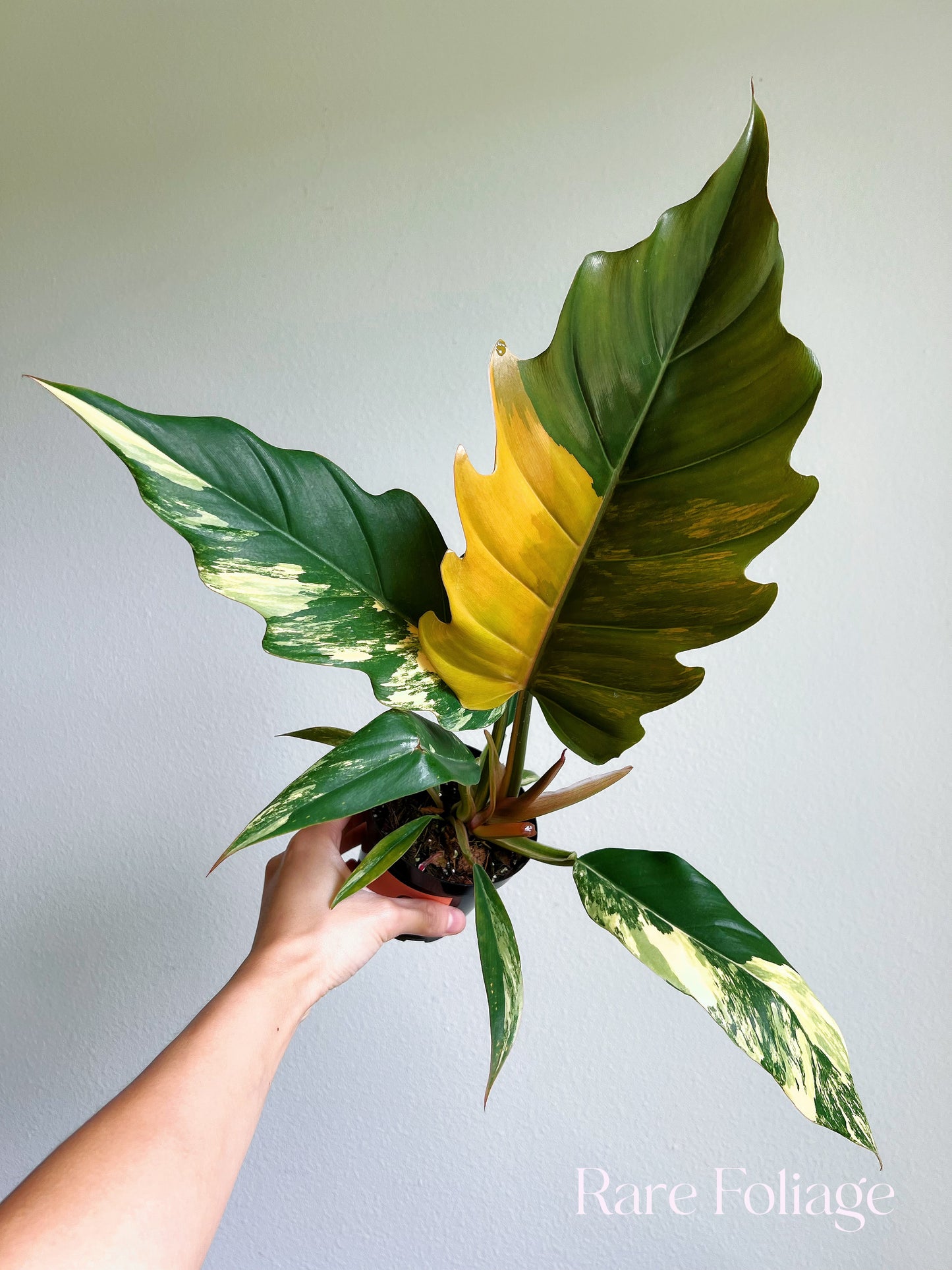 Philodendron Caramel Marble 4”