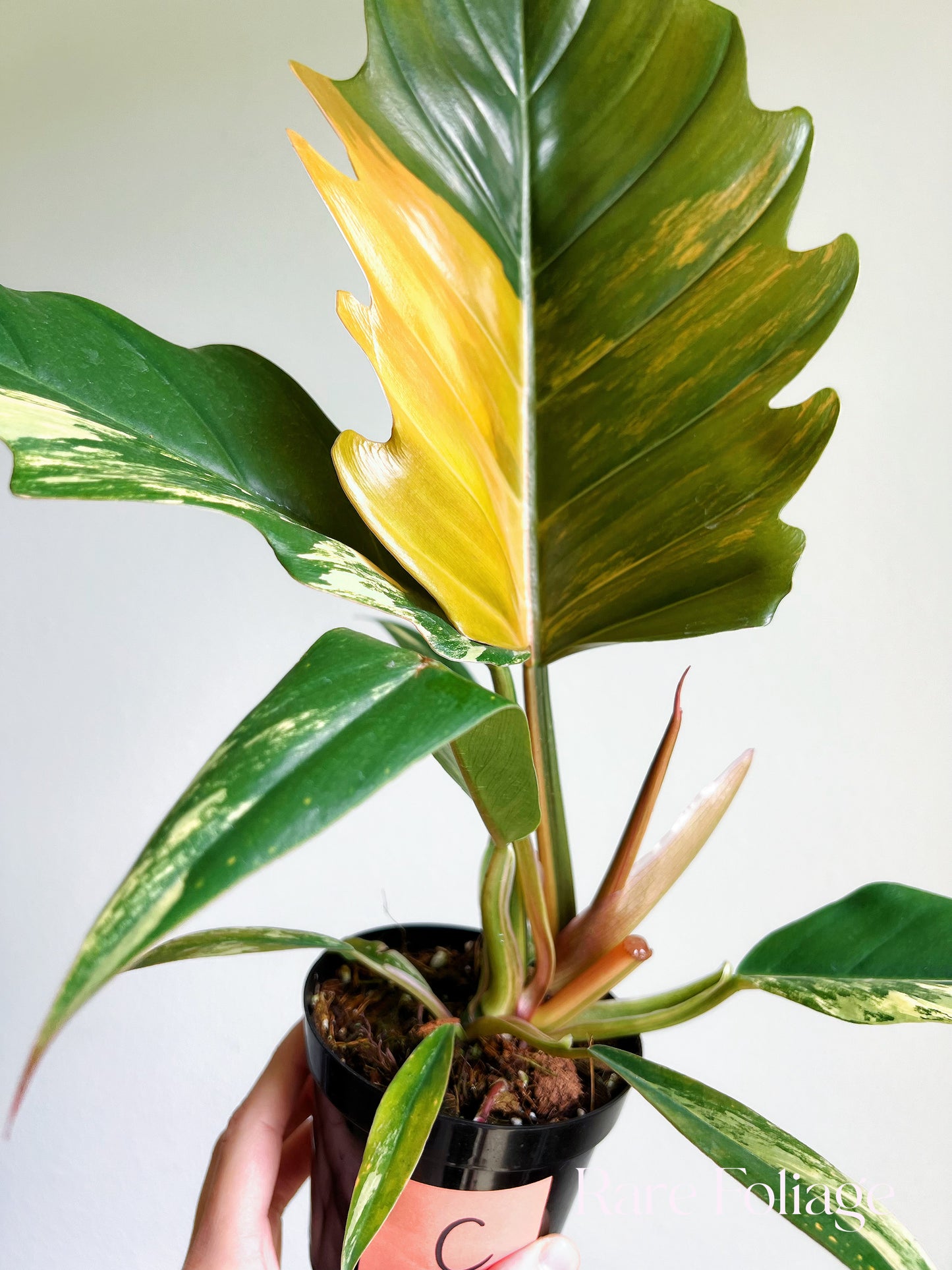 Philodendron Caramel Marble 4”