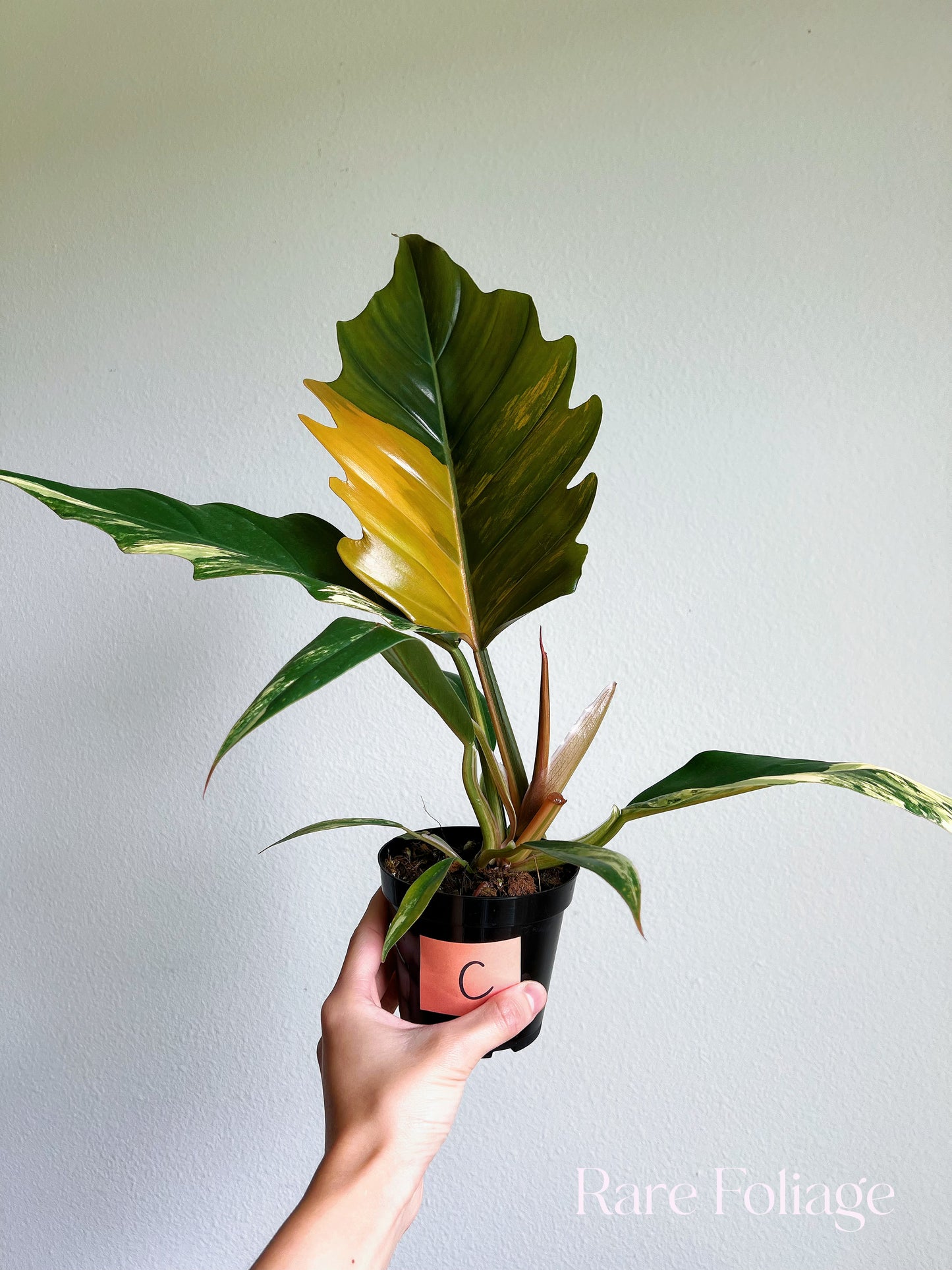 Philodendron Caramel Marble 4”