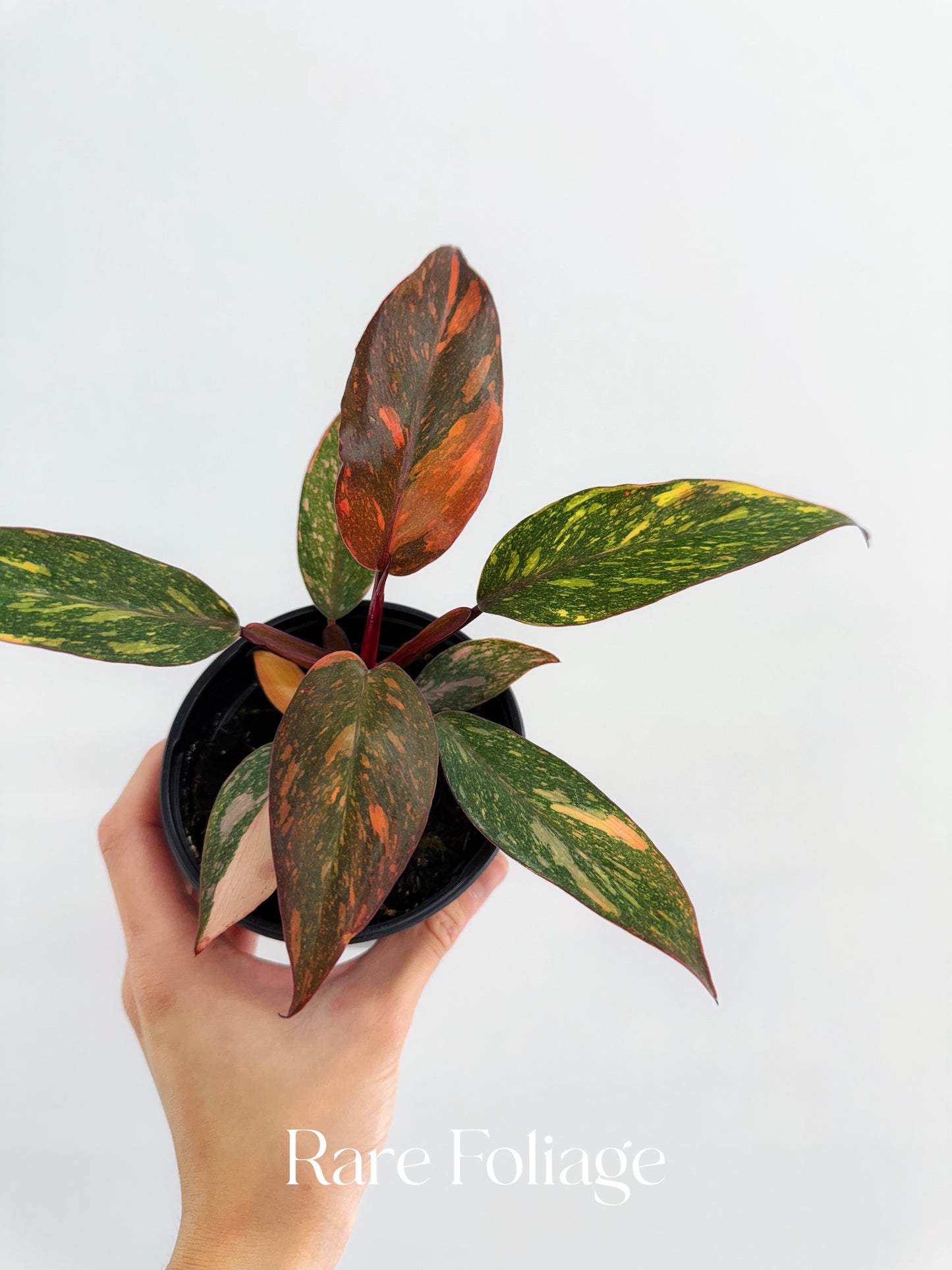 Philodendron Orange Princess Marble Galaxy 4"