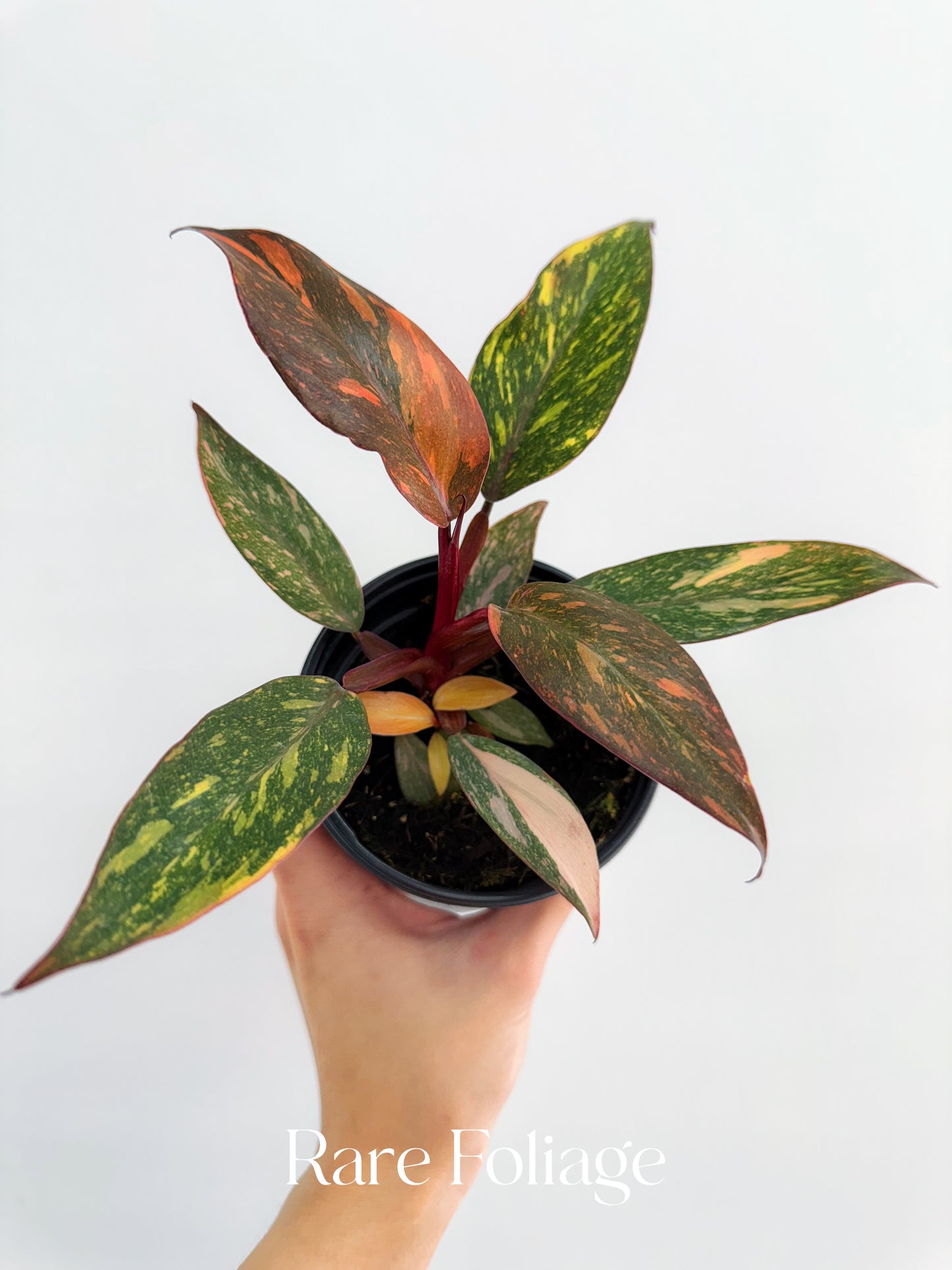 Philodendron Orange Princess Marble Galaxy 4"