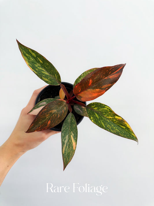 Philodendron Orange Princess Marble Galaxy 4"