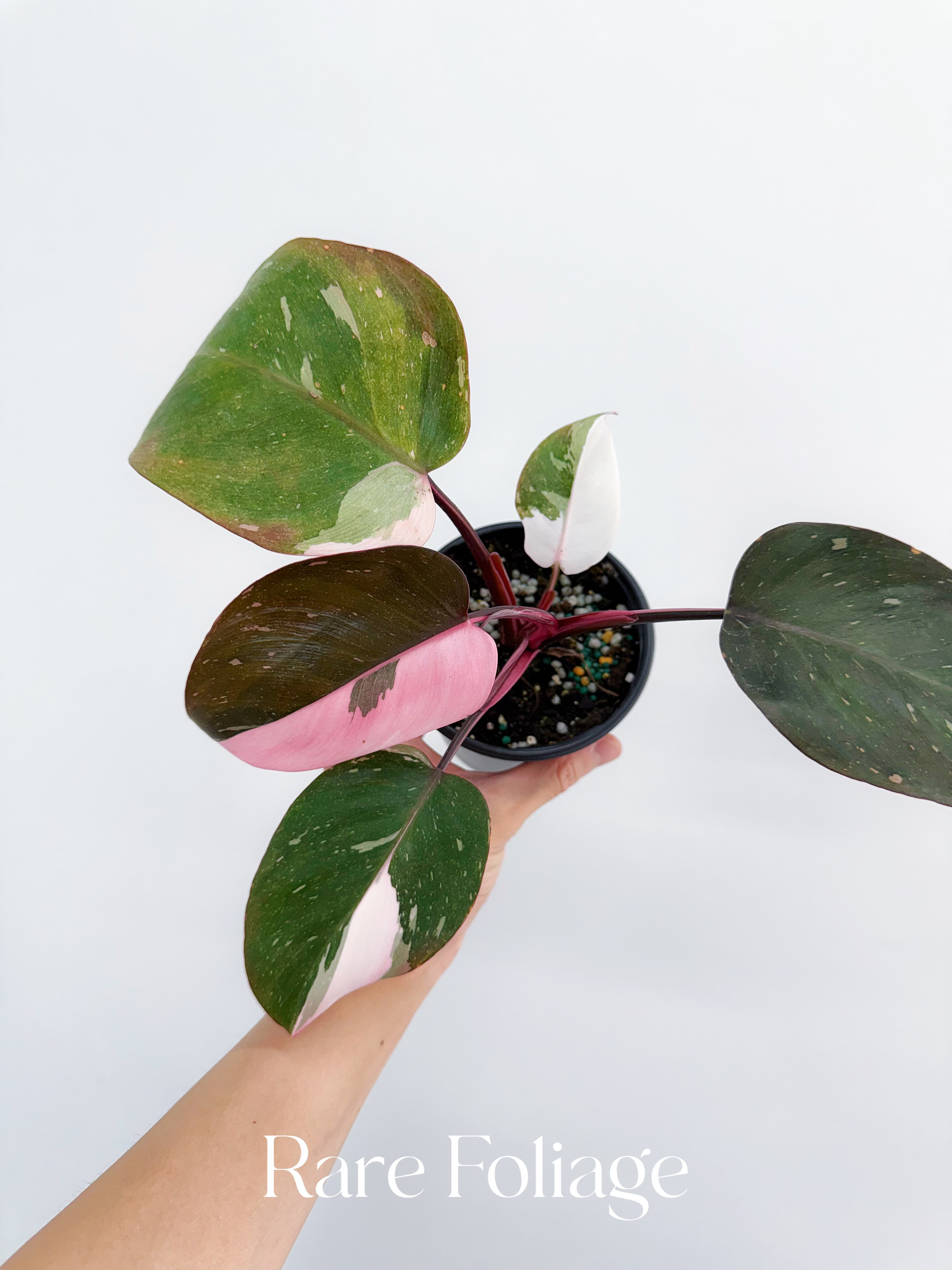 multicolor philodendron Philodendron Red Anderson Tricolor 4” – Rare Foliage Plant Co