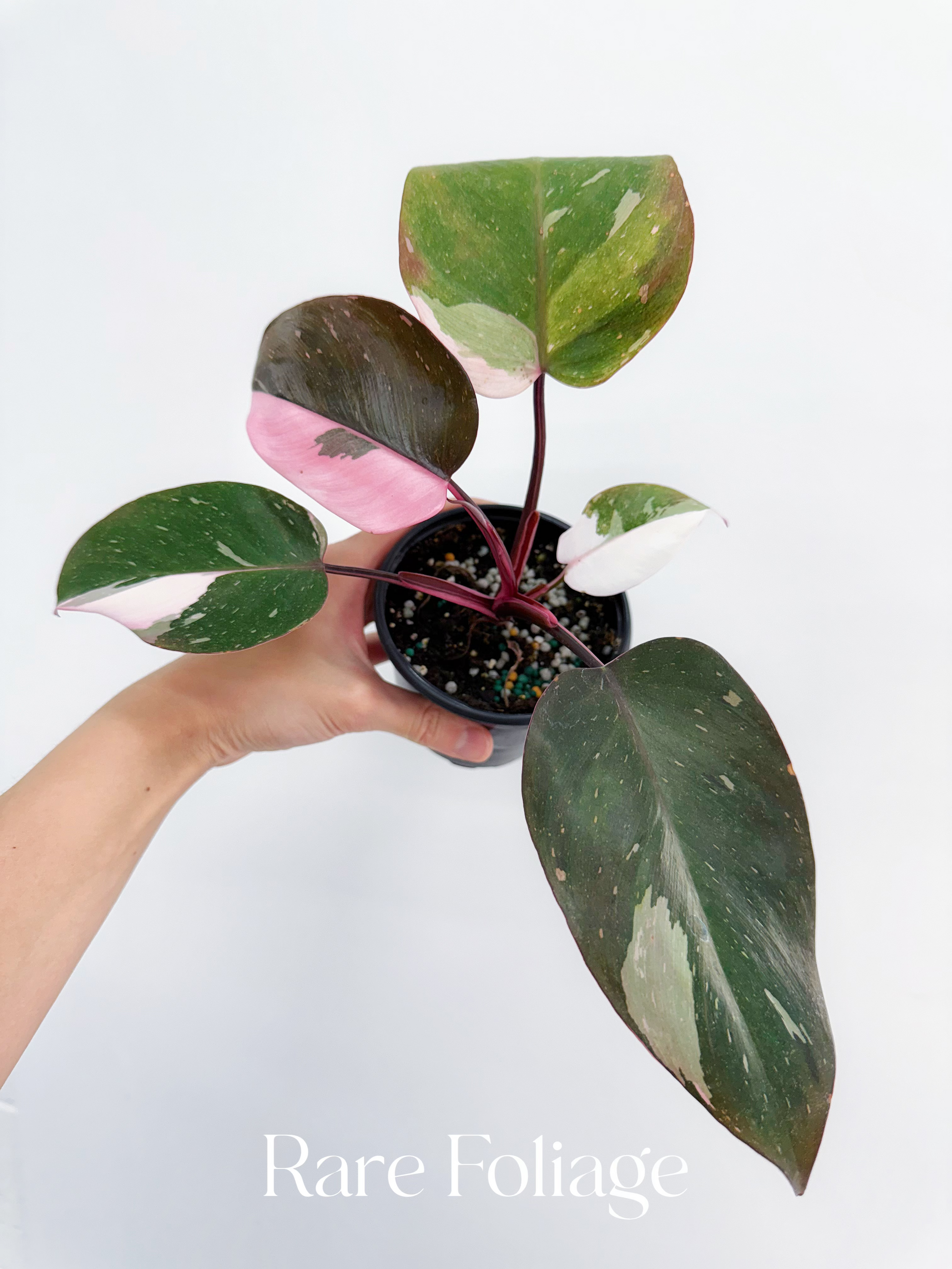 philodendron anderson red variegated Philodendron Red Anderson Tricolor 4” – Rare Foliage Plant Co