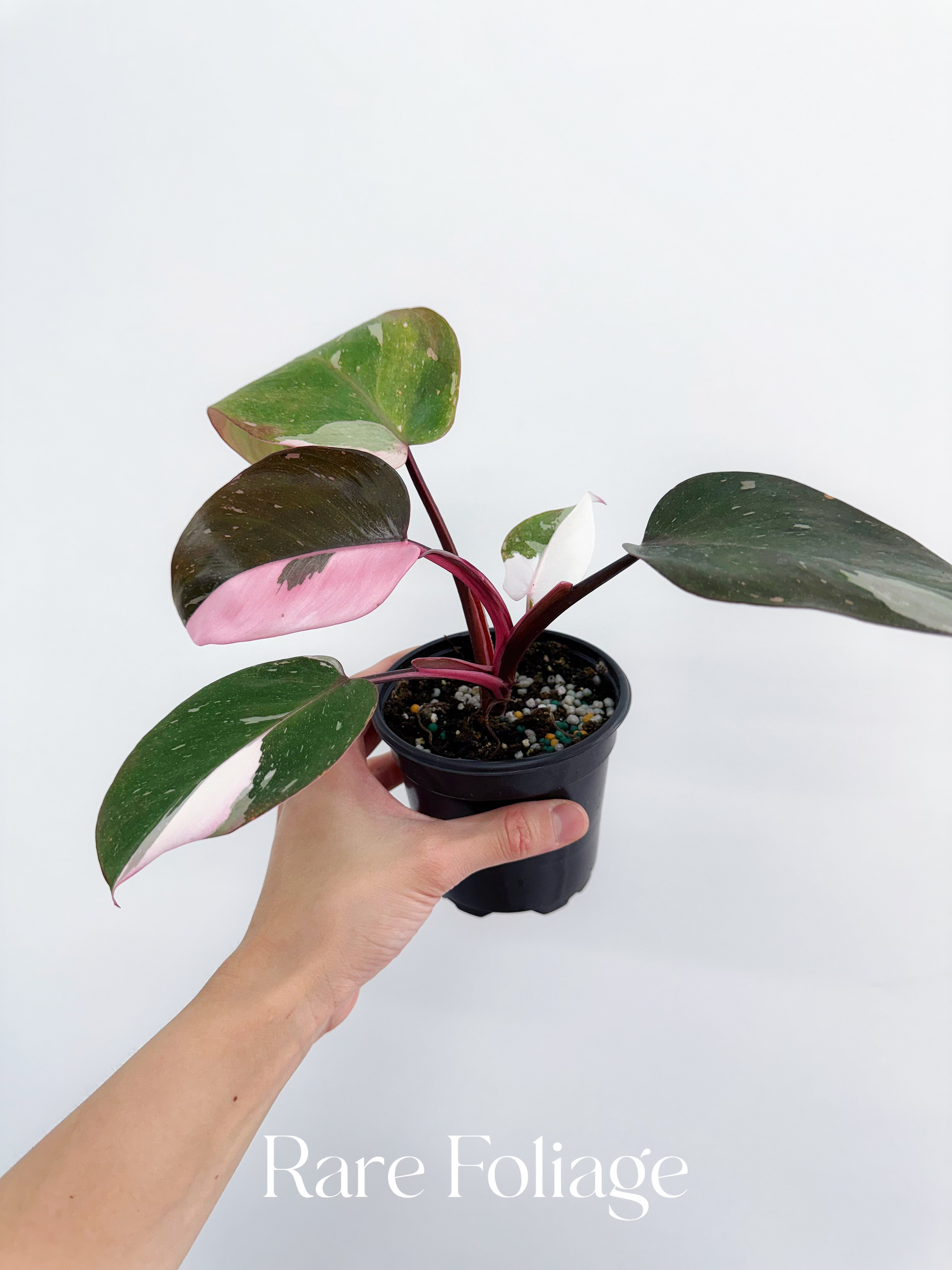 crimson philodendron Philodendron Red Anderson Tricolor 4” – Rare Foliage Plant Co