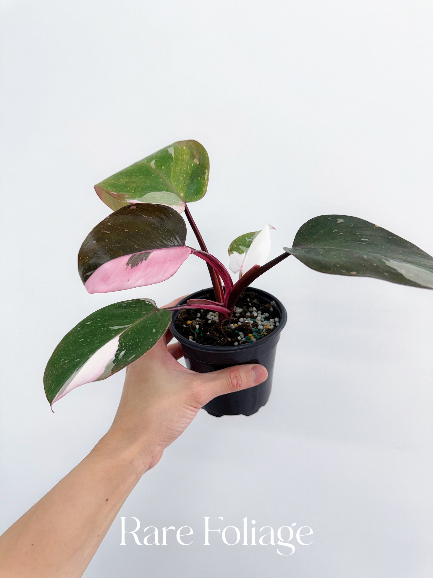 Philodendron Red Anderson Tricolor 4”