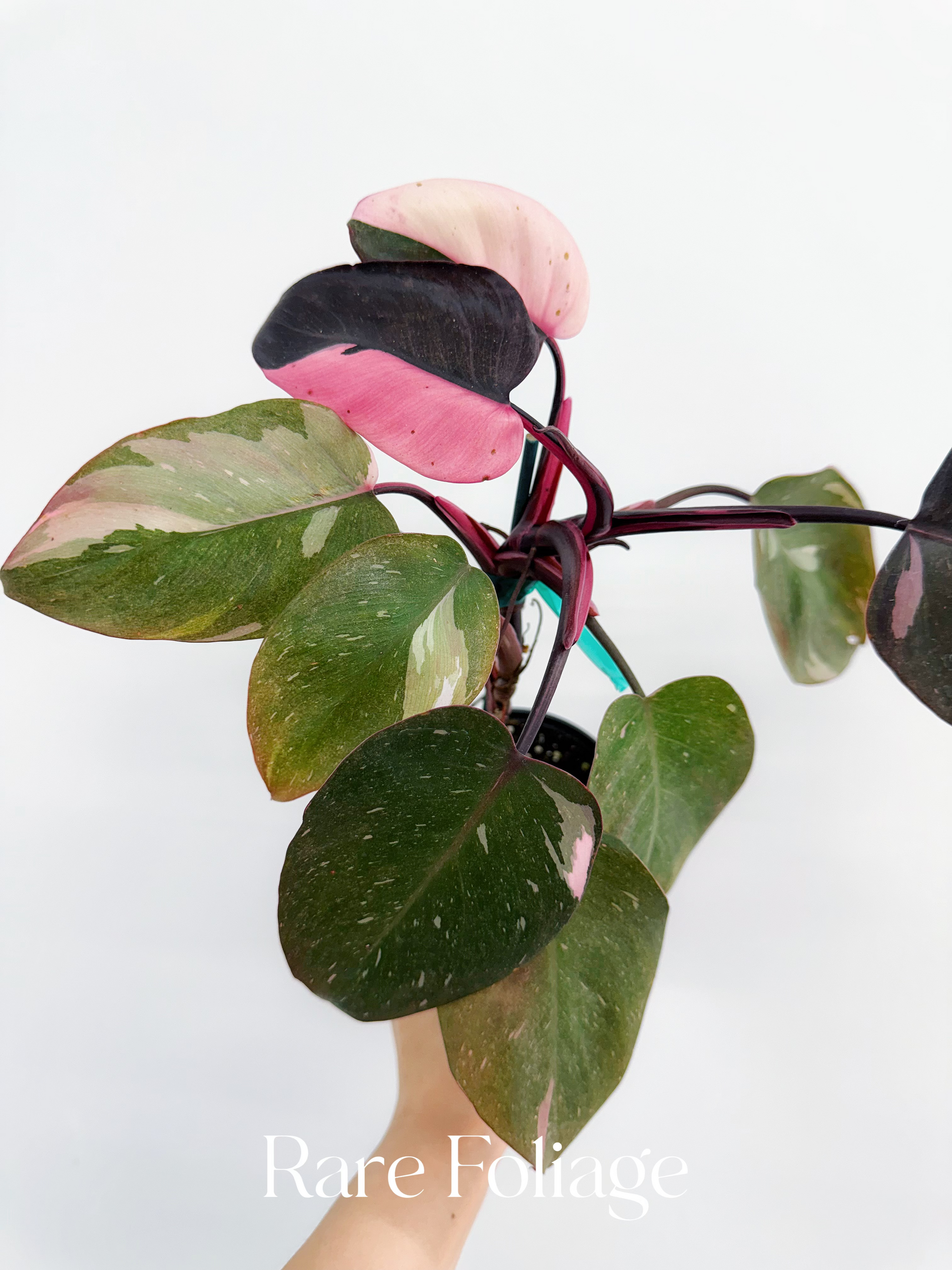 philodendron red anderson for sale Philodendron Red Anderson Tricolor 4”