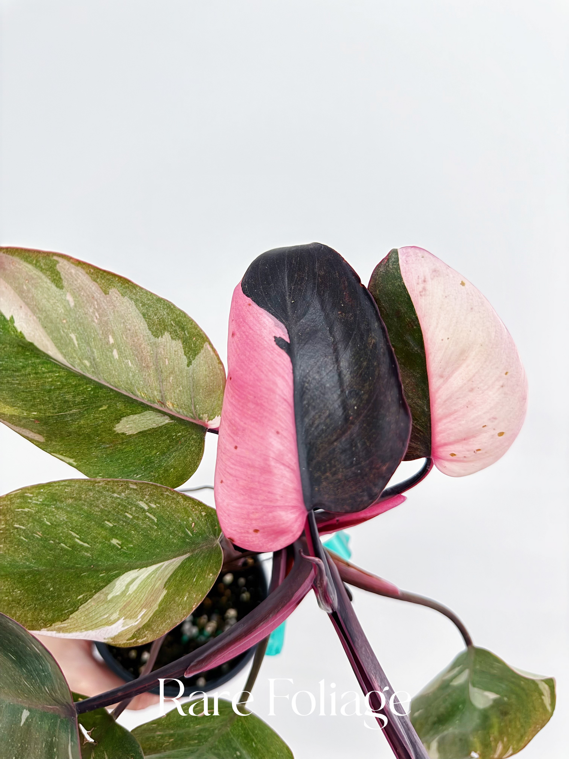 philodendron andersonii Philodendron Red Anderson Tricolor 4”