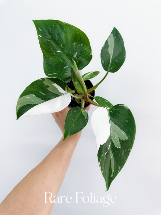 Philodendron White Princess 4"