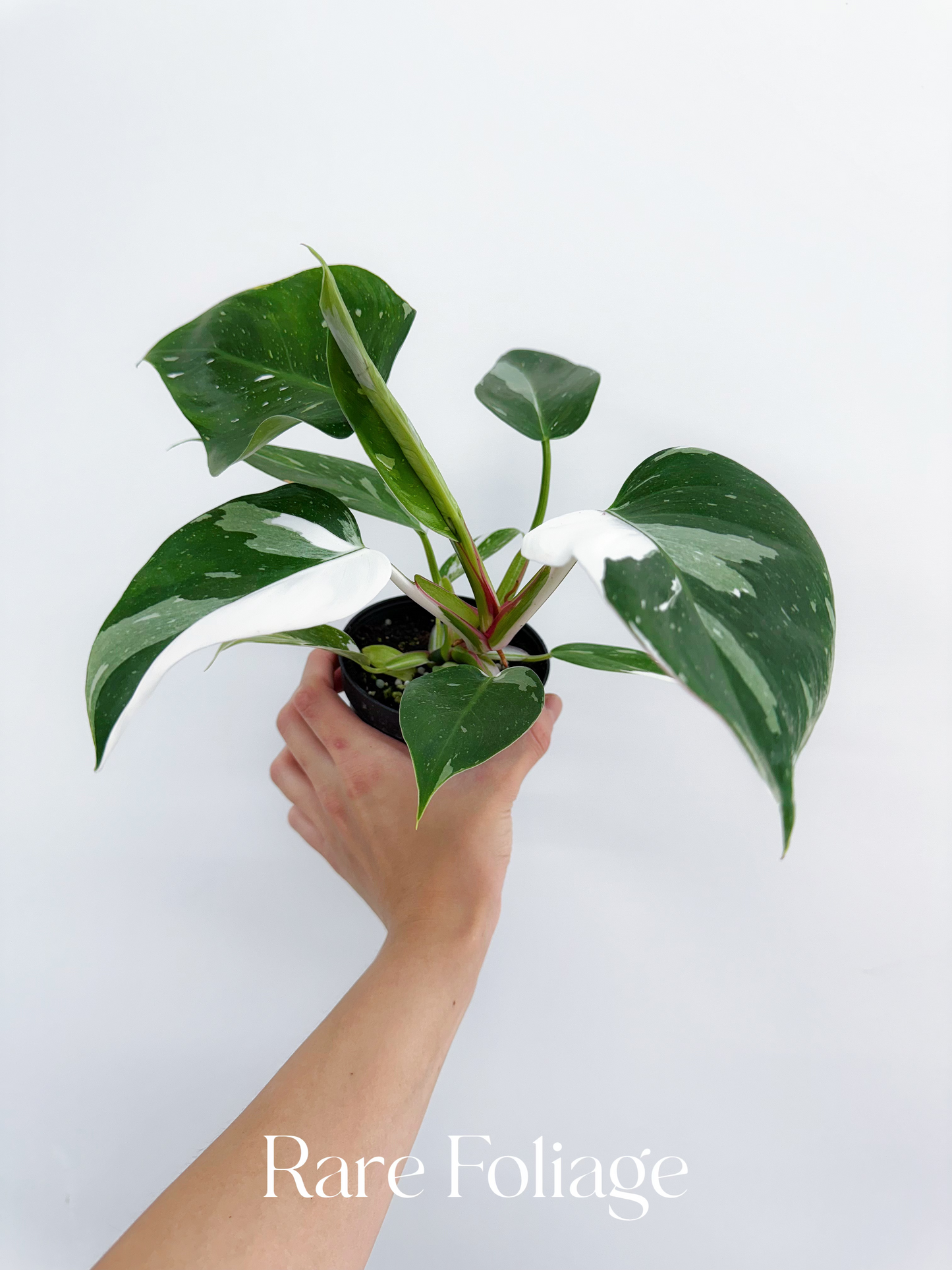 Philodendron White Princess 4"