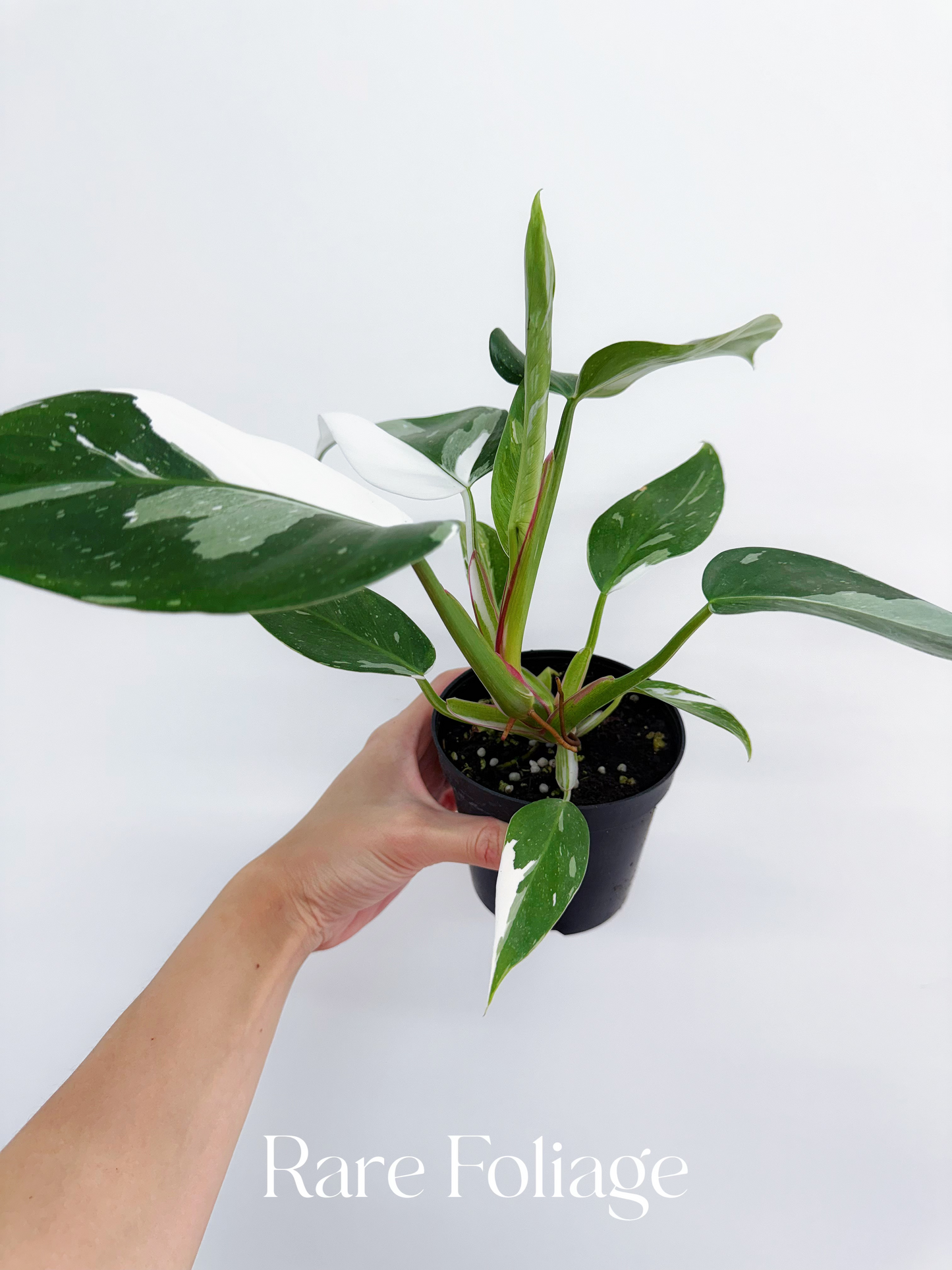 Philodendron White Princess 4"