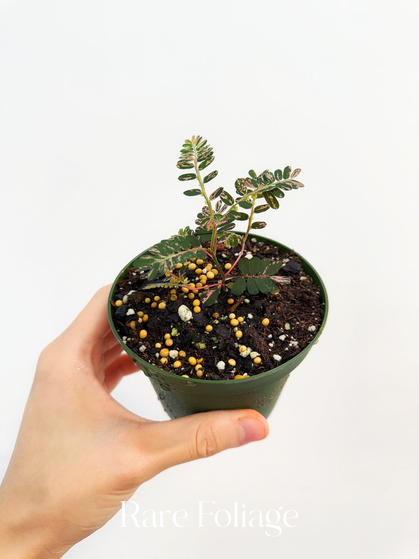 その他観葉植物 Phyllanthus urinaria 'Pink Variegated' Phyllanthus urinaria 'Pink Variegated'③